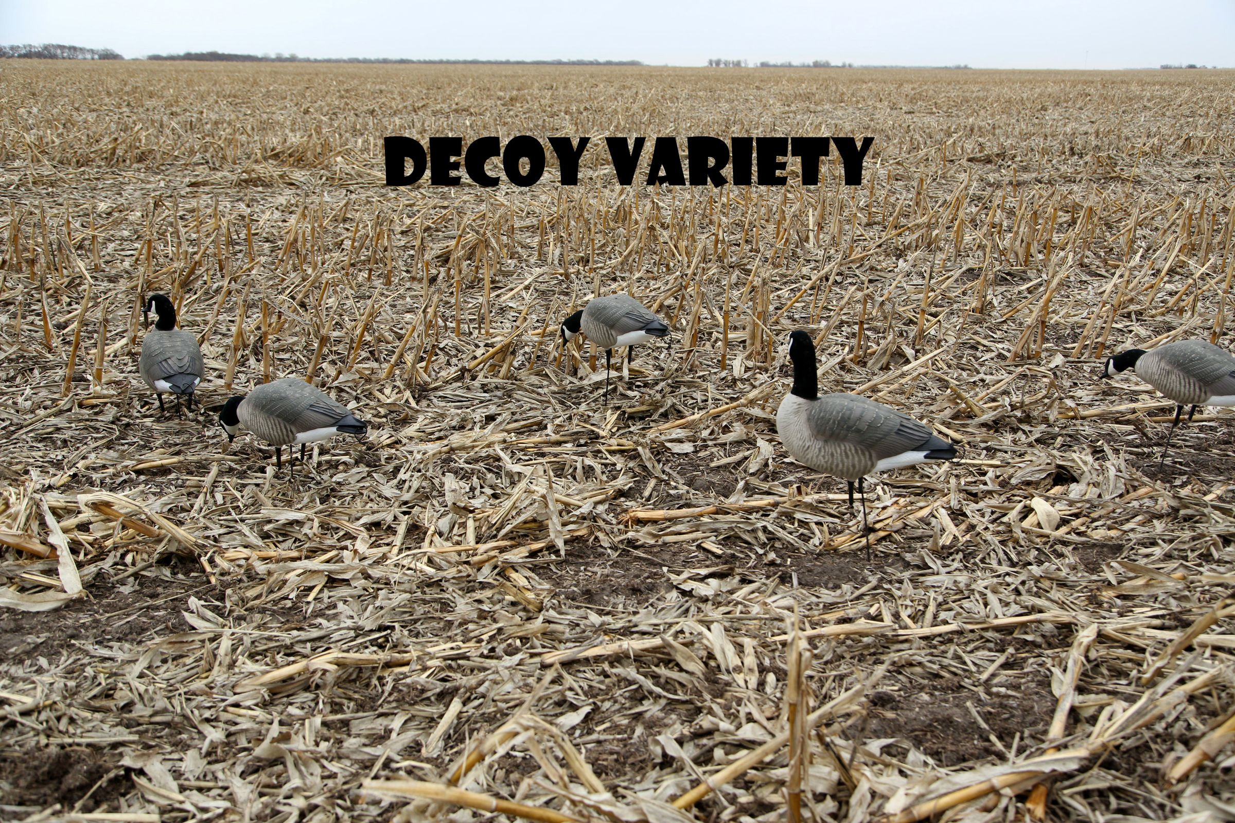 How to Set Up Goose Decoys 7 Steps Instructables