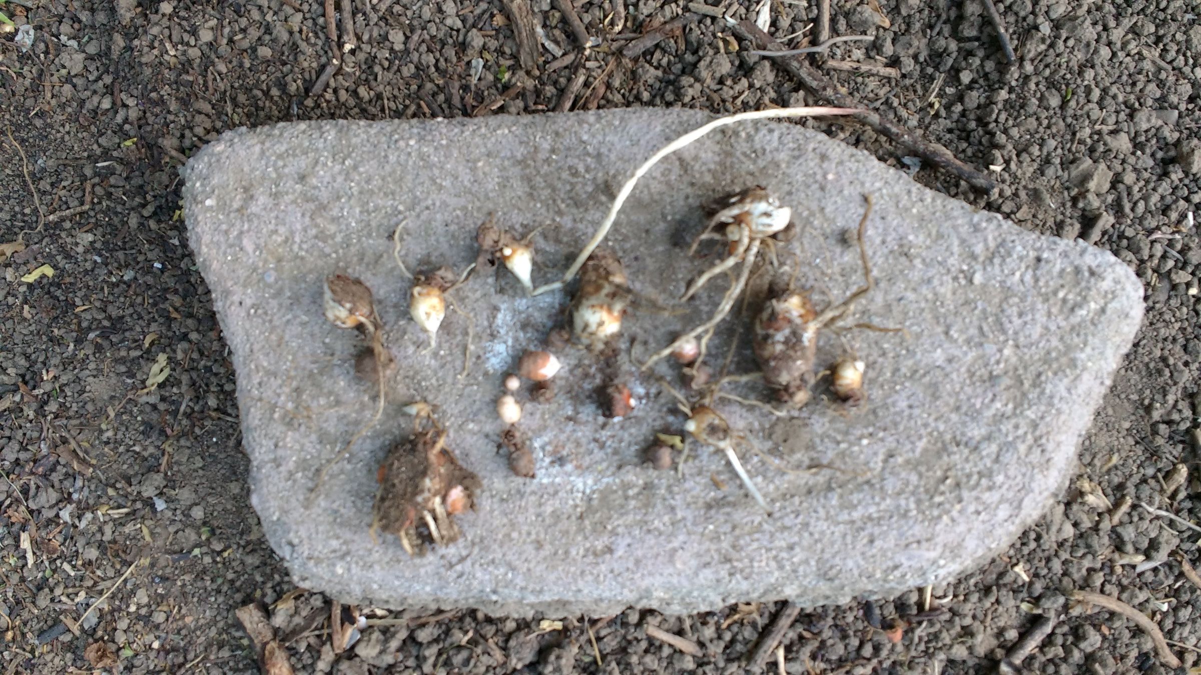 Turn Weed(s) Into Feed 3 Steps (with Pictures) Instructables