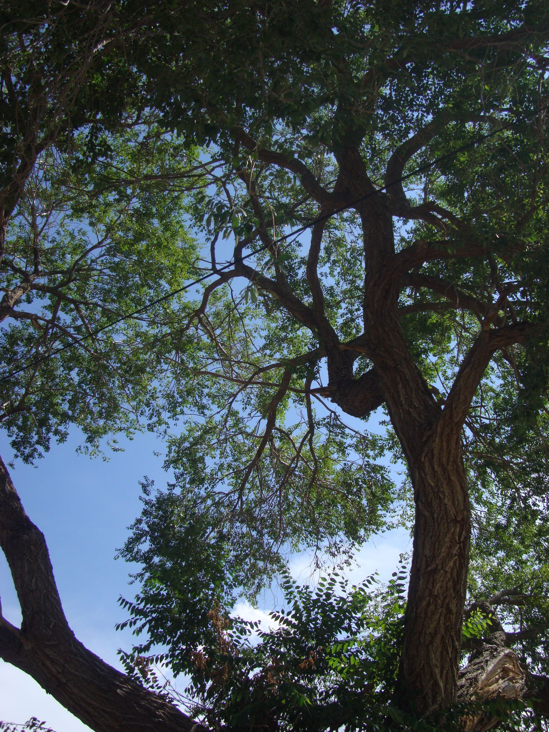 Plant a Tree and Save Energy