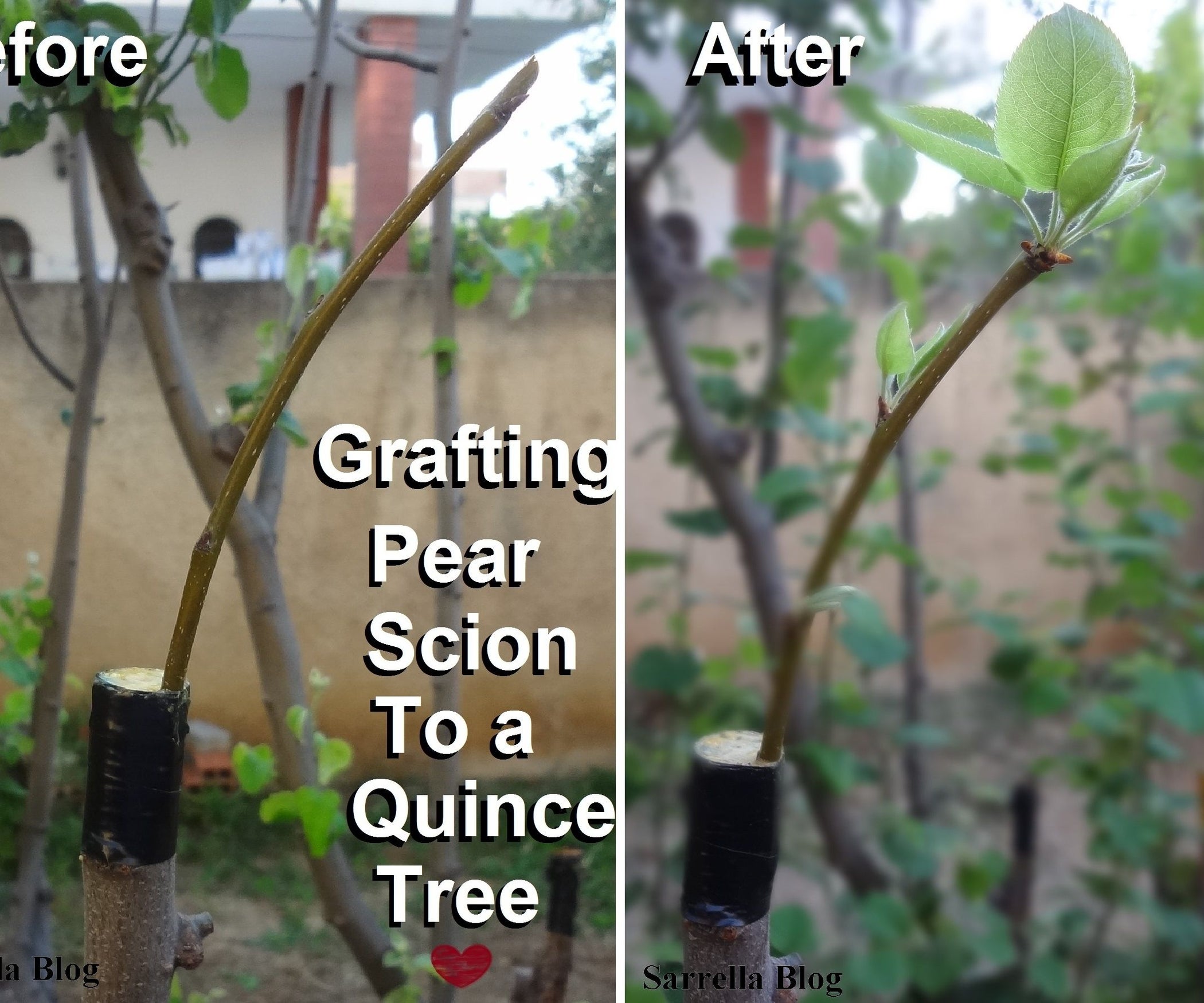 Grafting a Pear Scion to a Quince Tree 14 Steps (with Pictures