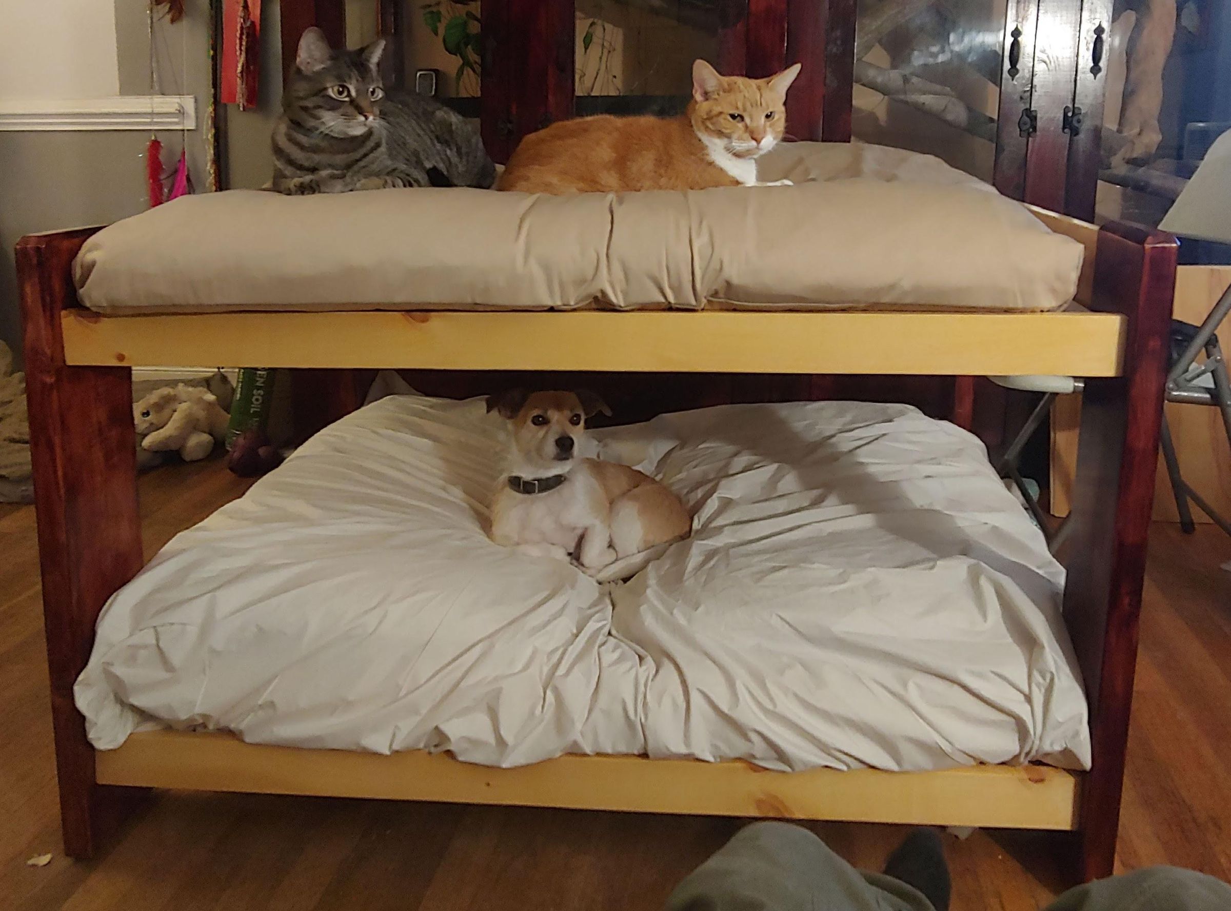 Diy Dog Bunk Beds 8 Steps With Pictures Instructables