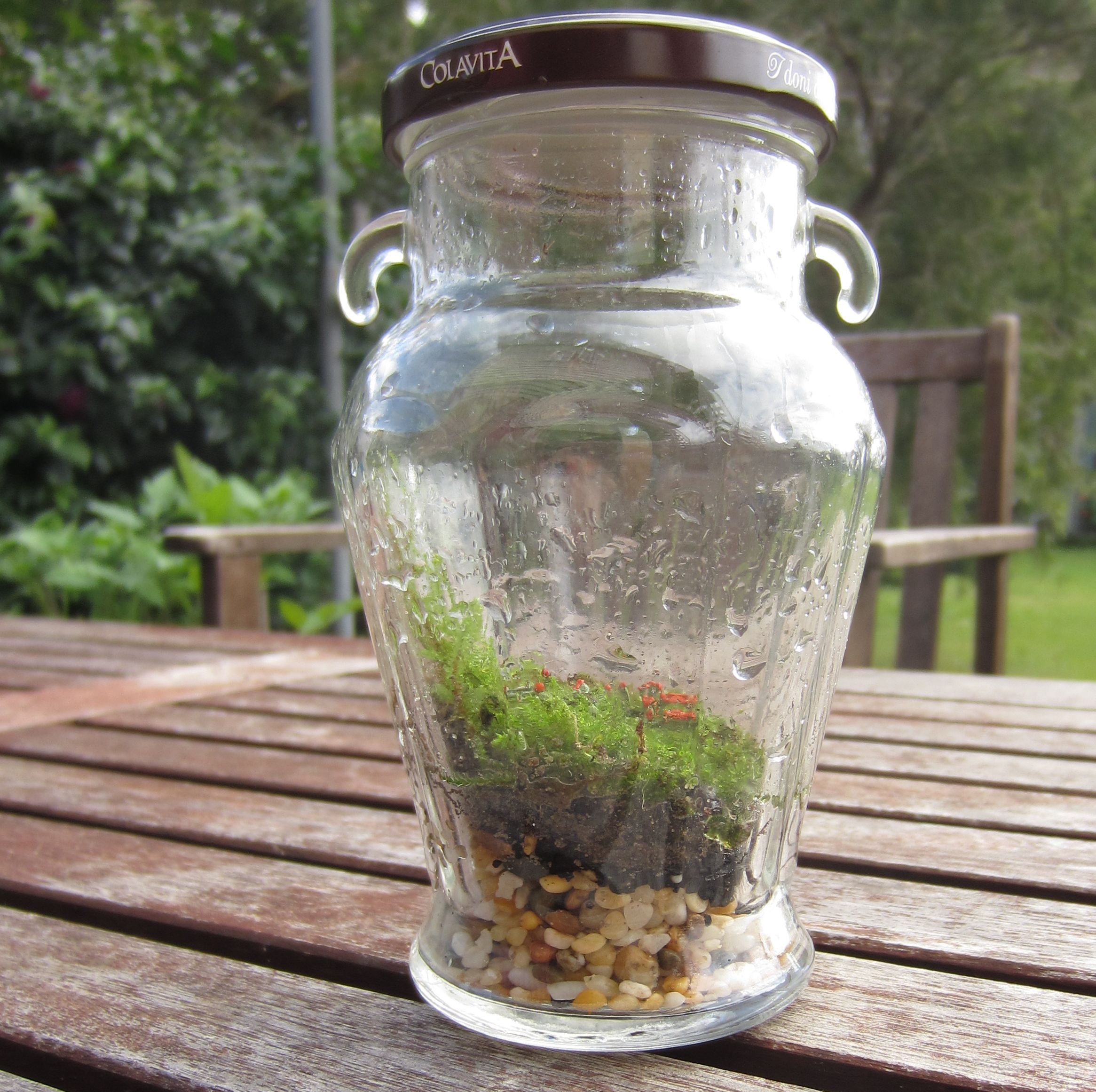 The Basics of Closed Jar Terrariums 5 Steps (with Pictures