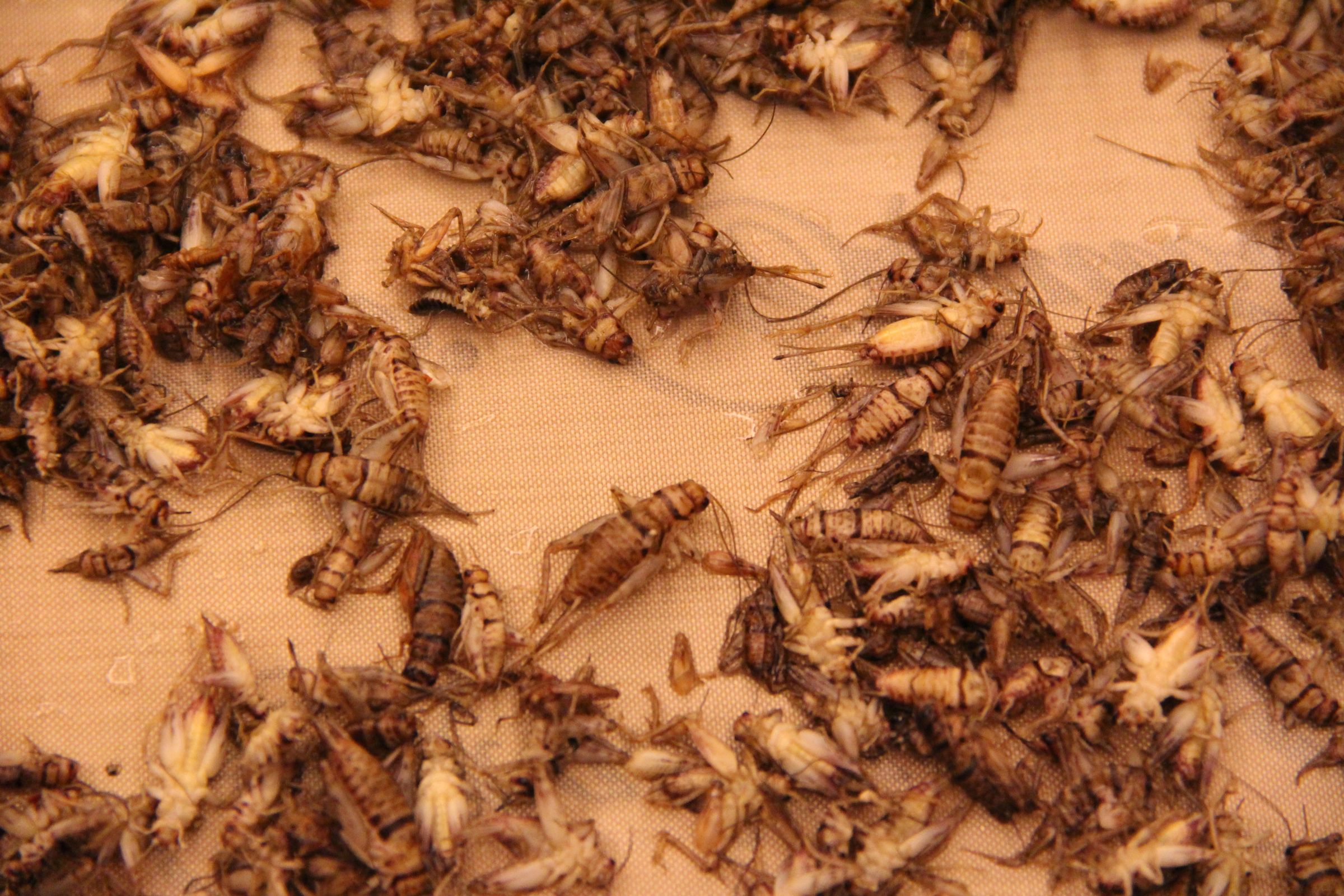 Insects for FoodPrep. 101 11 Steps (with Pictures) Instructables