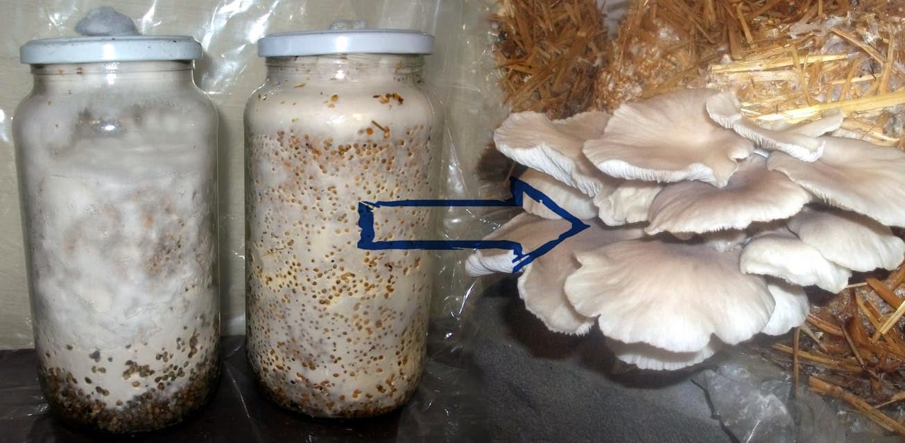 How to Grow Oyster Mushroom Spawn (Low Tech) 9 Steps (with Pictures