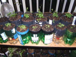 Self Watering Recycled Plant Pot For Growing Herbs And Flowers 13 Steps With Pictures Instructables