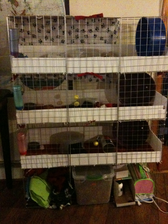 outdoor hedgehog enclosure