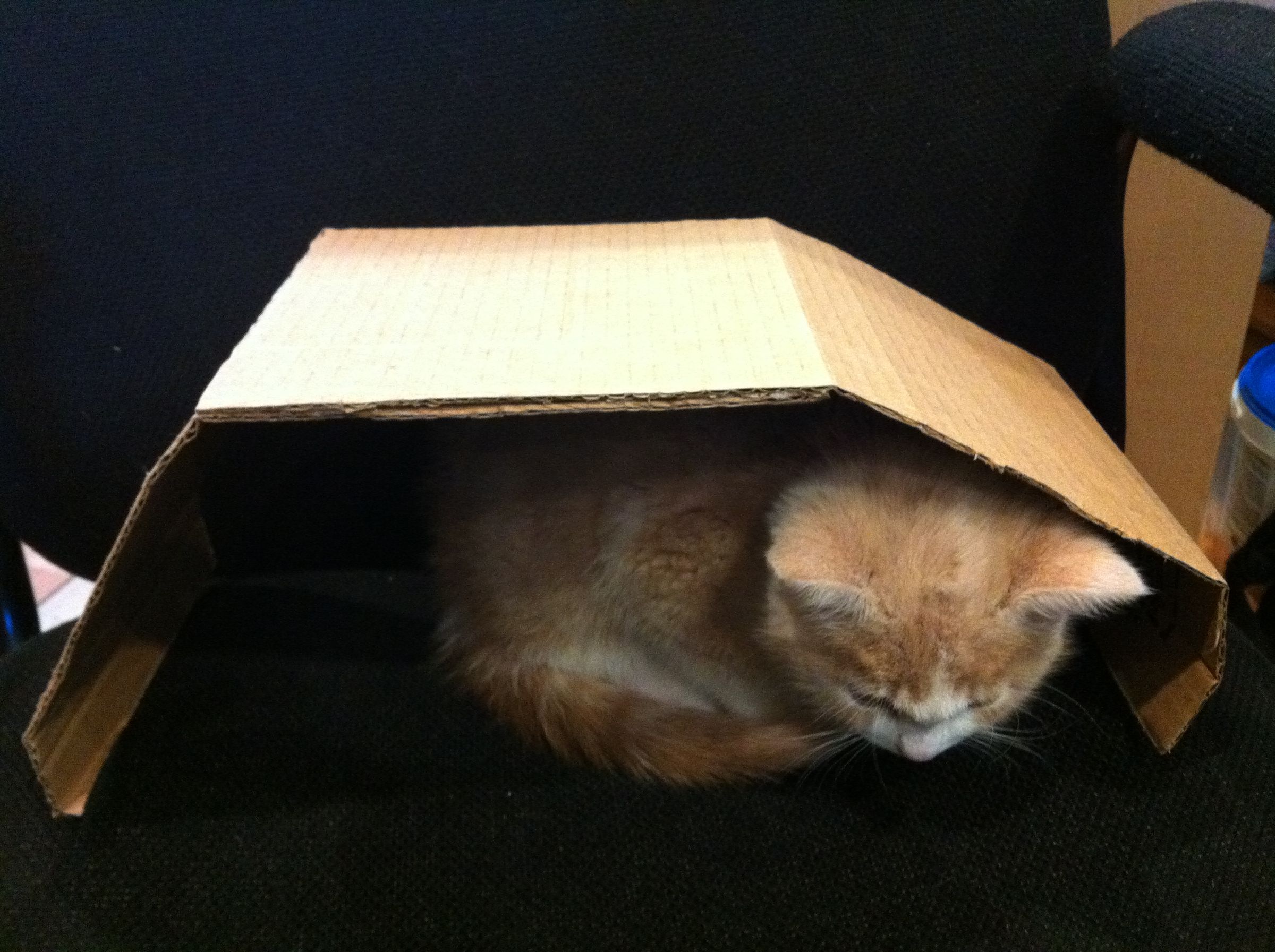 cat tank box