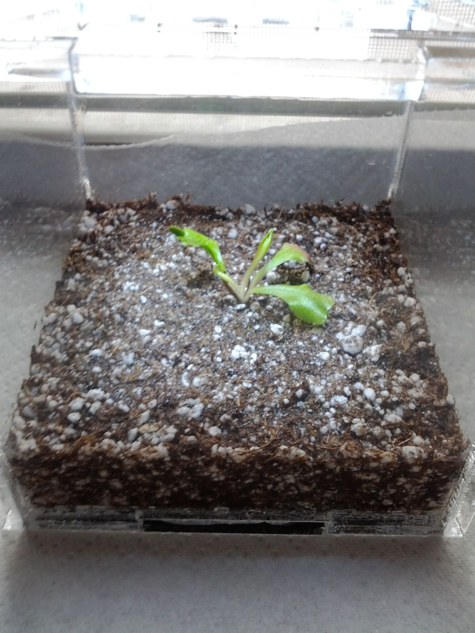 Growing a Venus Fly Trap Indoors in a Dry Environment 6 Steps (with