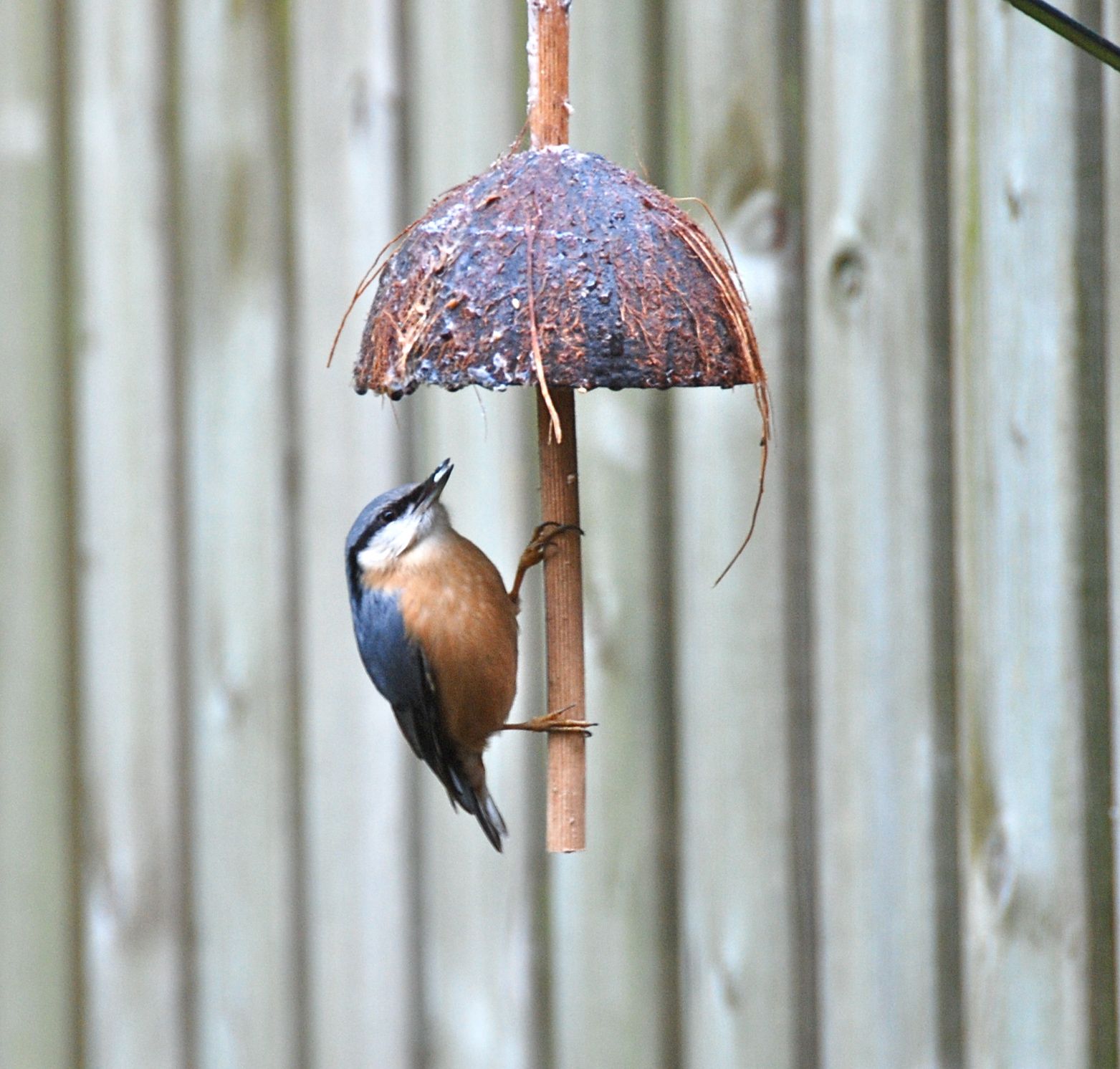 Coconut Bird Feeder. Instructables