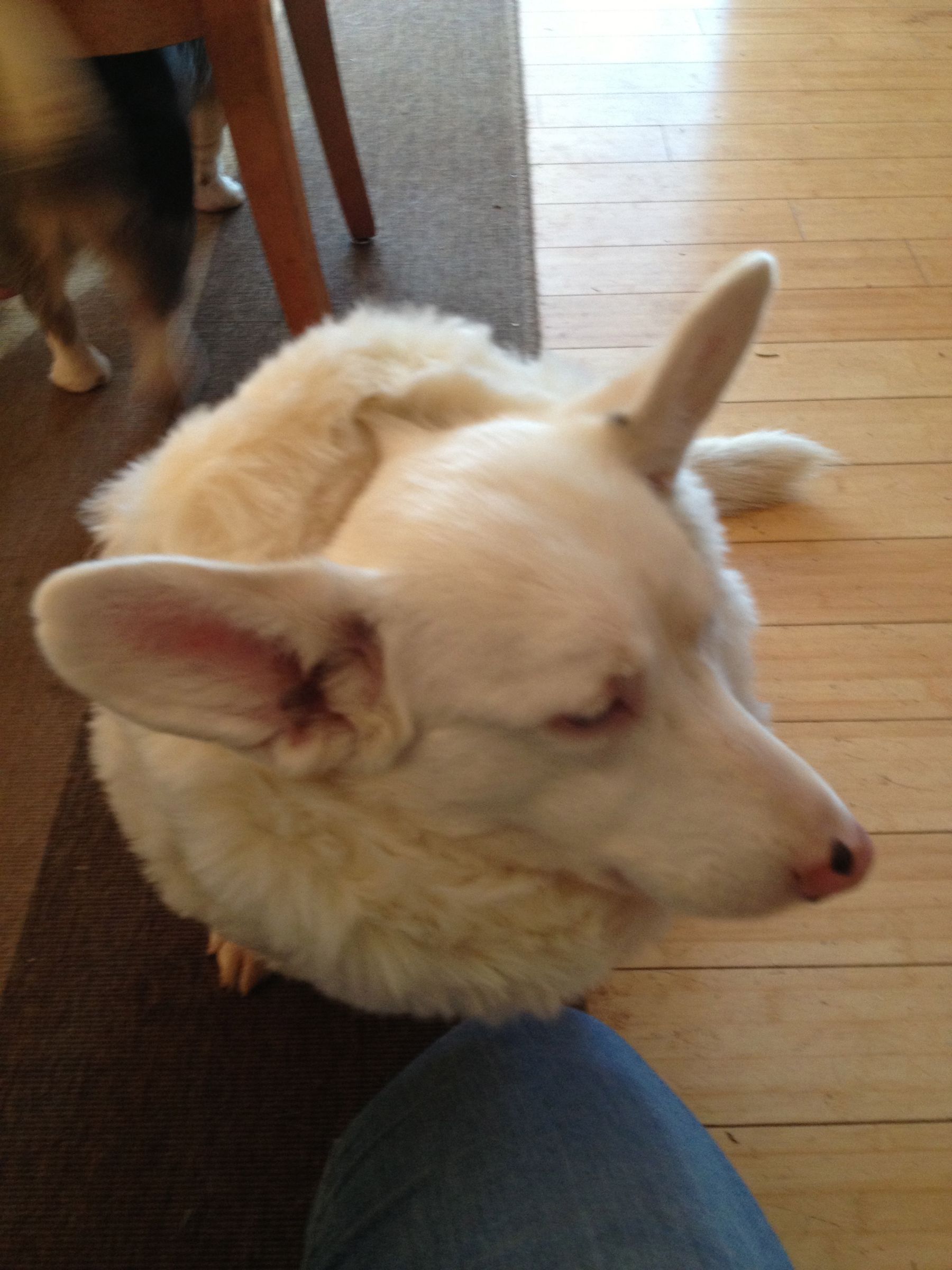 soft e collars for dogs