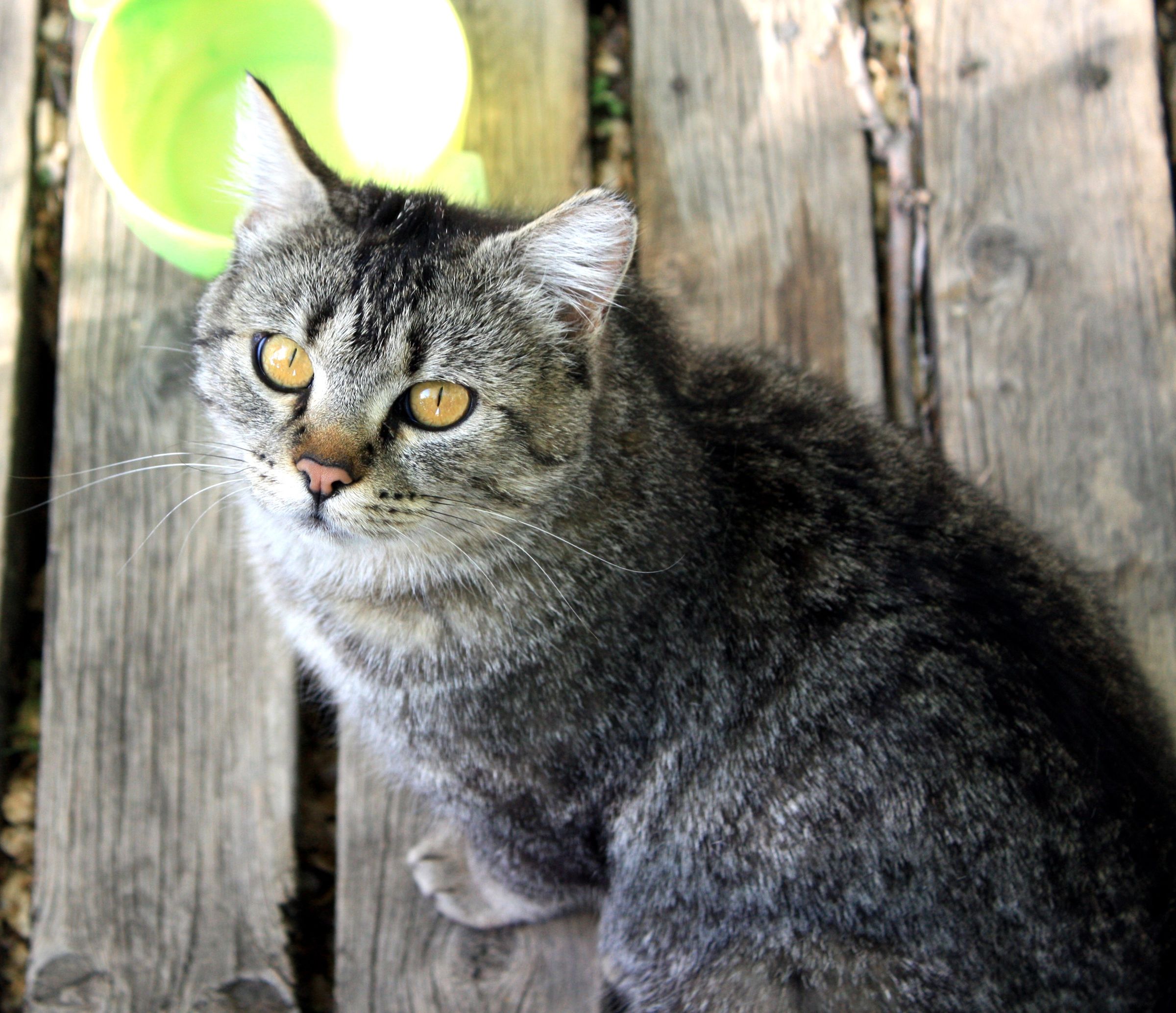 Homeru0027s Odyssey, the Tale of a Cat and How to Get Too Many Kittens