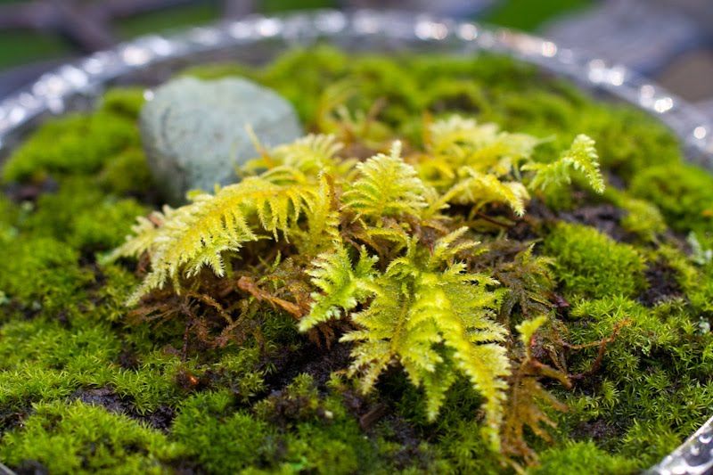 MOSS GARDEN