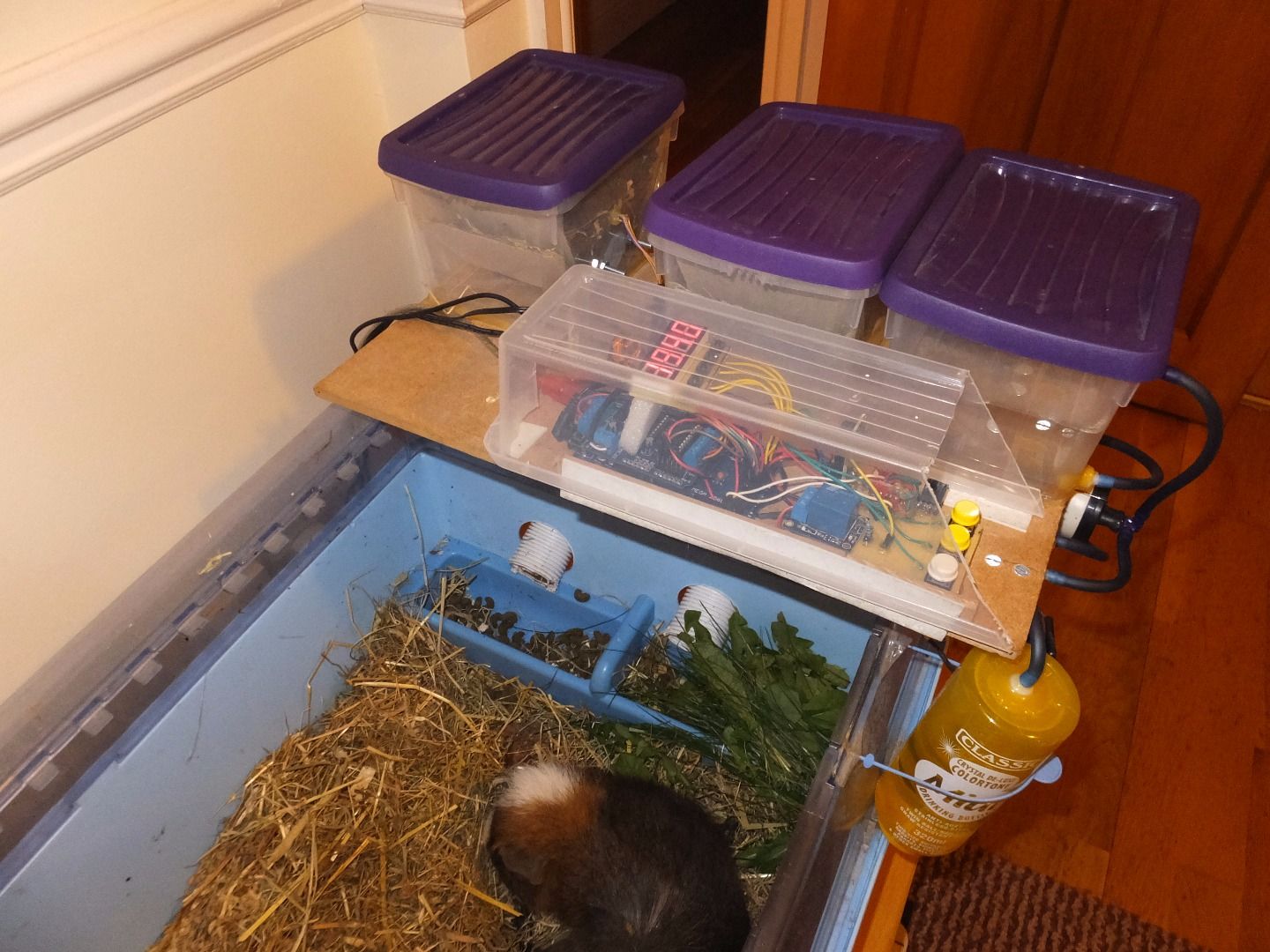 guinea pig automatic feeder