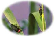 simplified firefly jar DIY Project DIY Project Image
