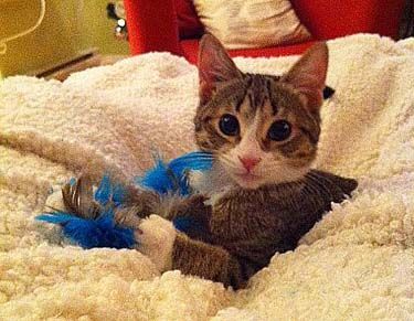 cat with feathers