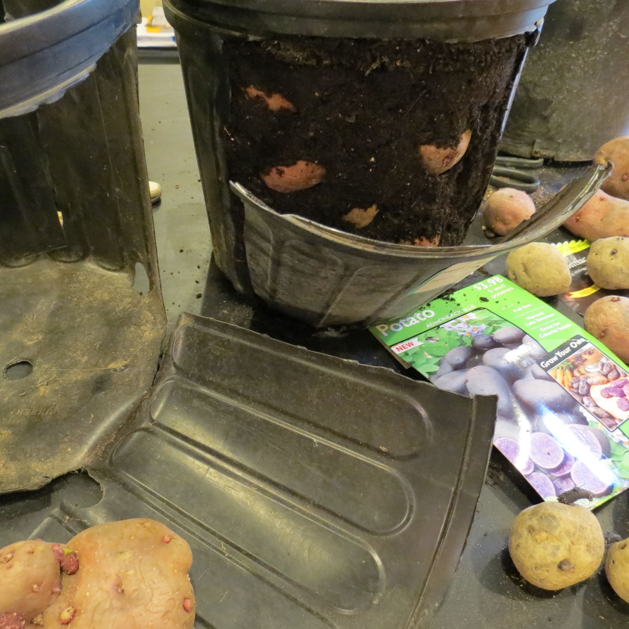 How to Make a Recycled Potato Bucket Harvest Your Potatoes Anytime