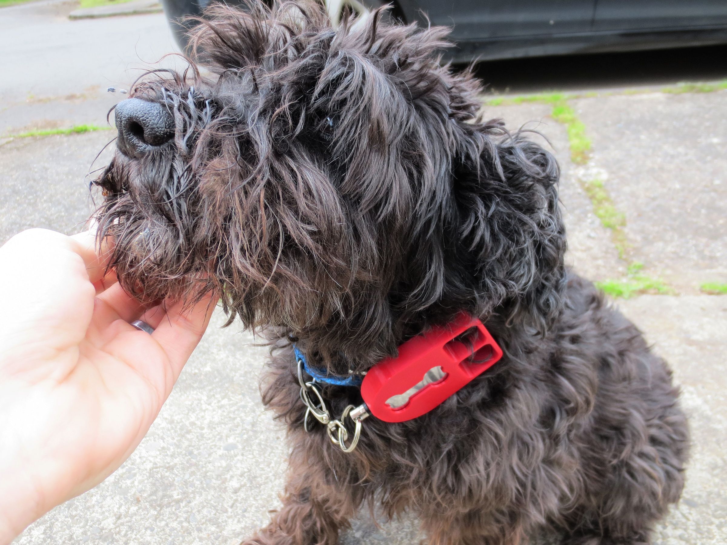 mod retractable dog leash