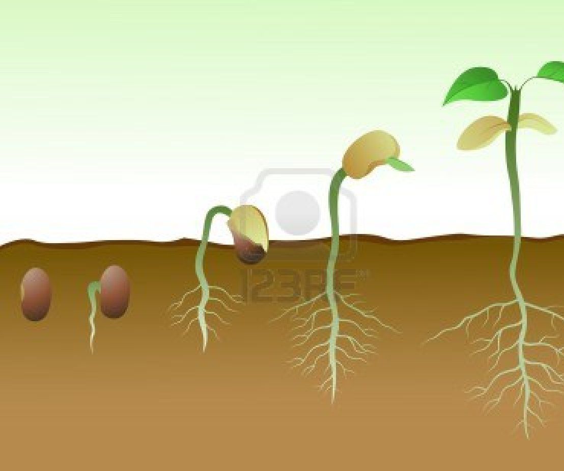 Germination Process in Various Growing Mediums 6 Steps Instructables
