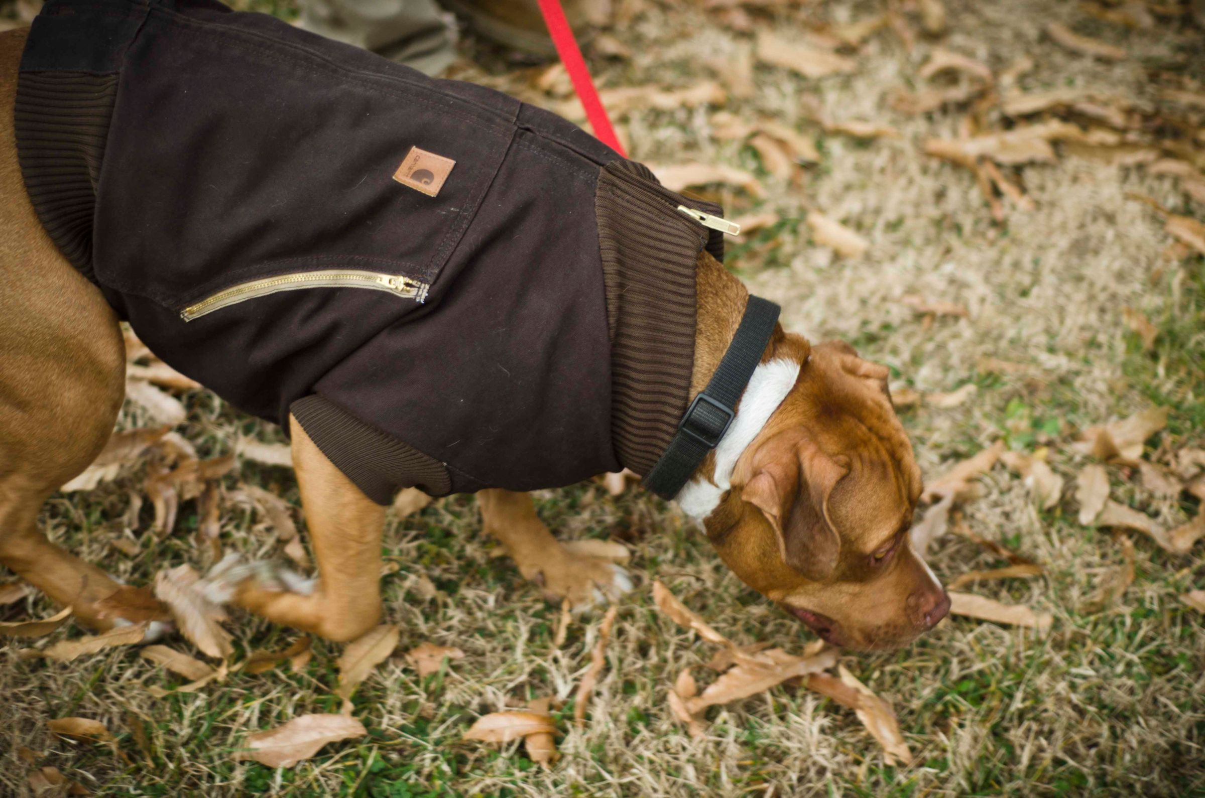 Canine Carhartt Coat for Your Pal! 11 Steps (with Pictures