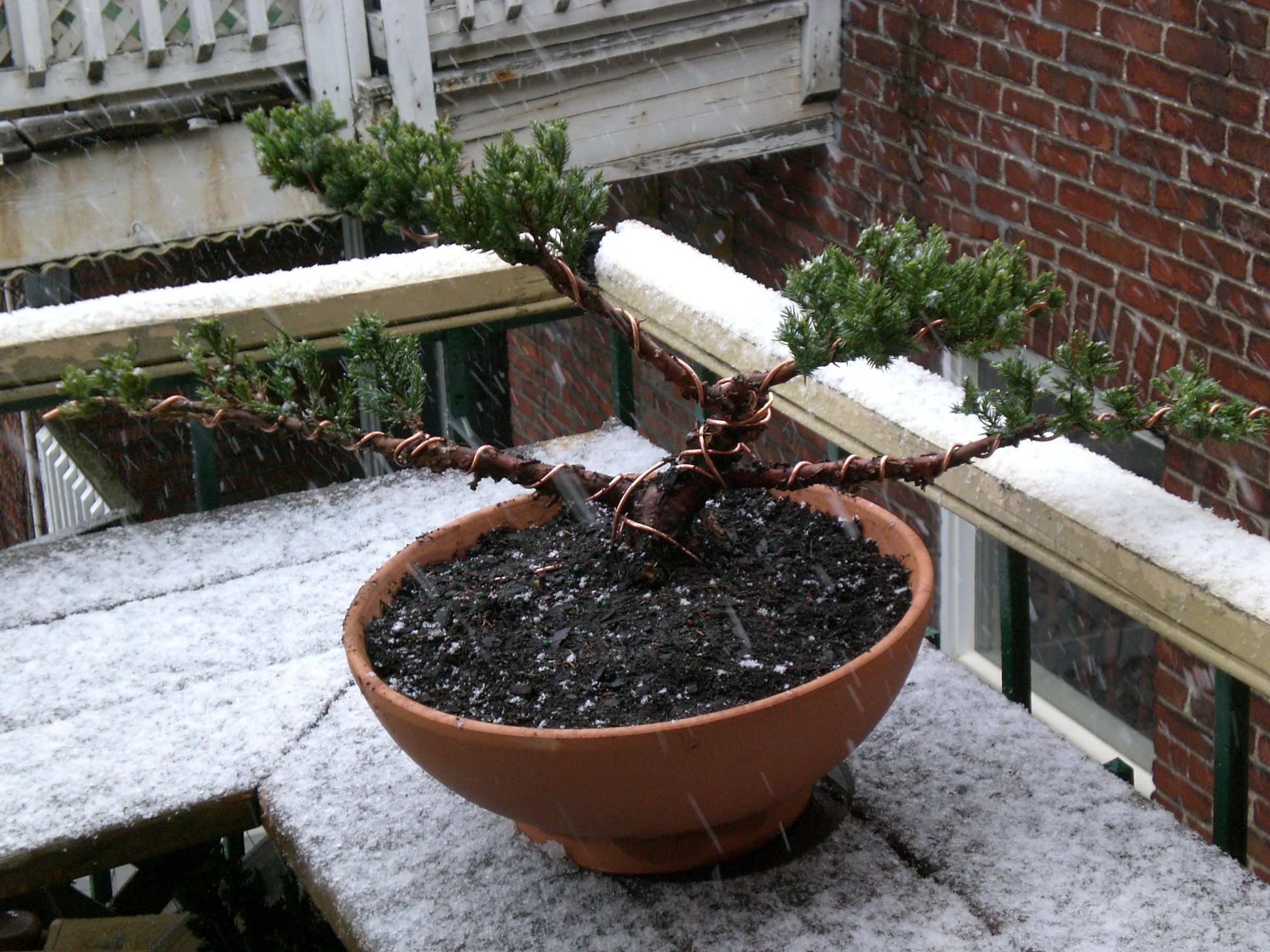 Create a Bonsai From a Nursery Juniper 6 Steps Instructables