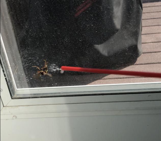Kill A Wasp Inside Your Home 5 Steps With Pictures Instructables Kill A Wasp Inside Your Home 5 Steps With Pictures Instructables