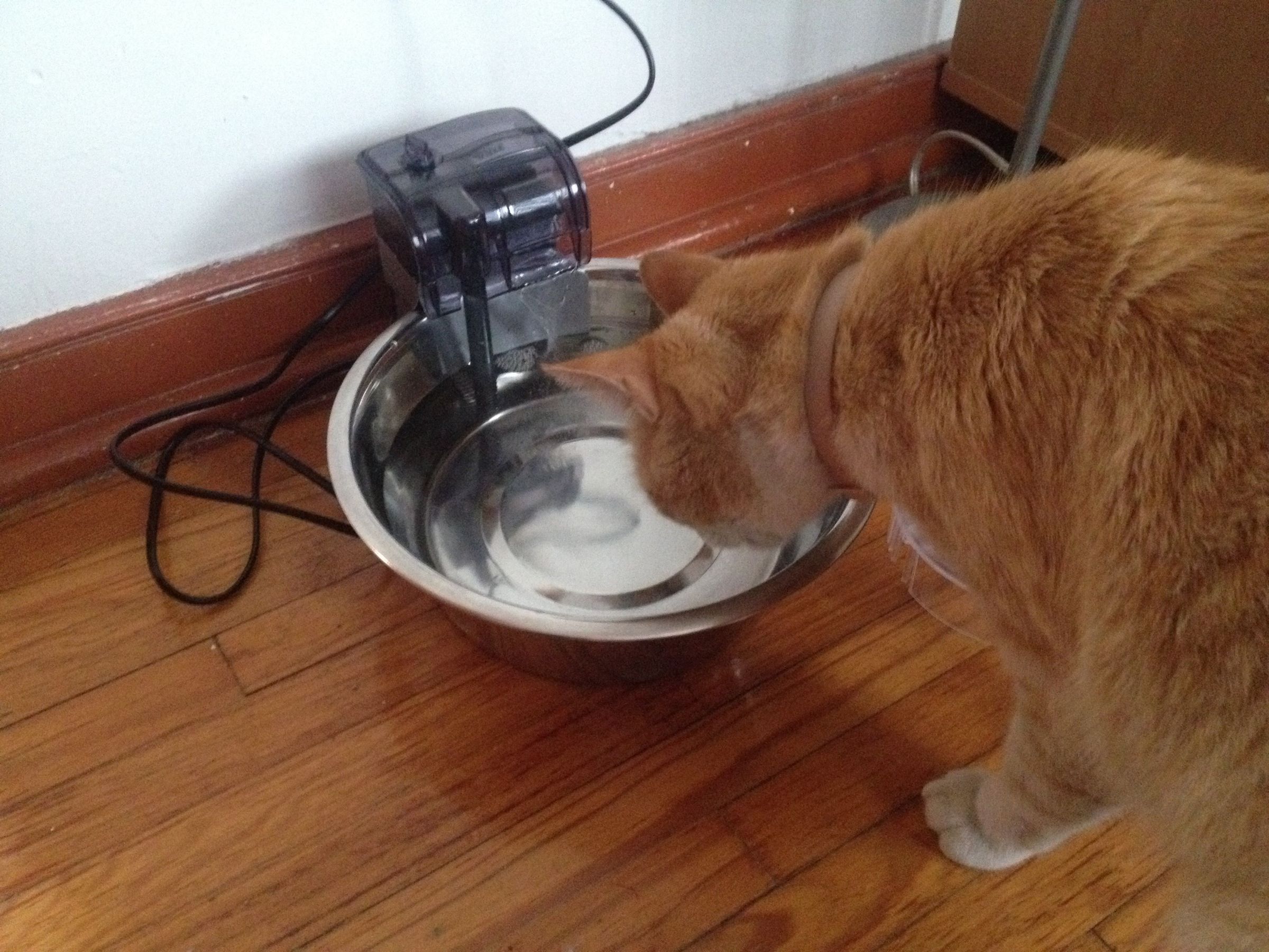 diy recirculating dog fountain