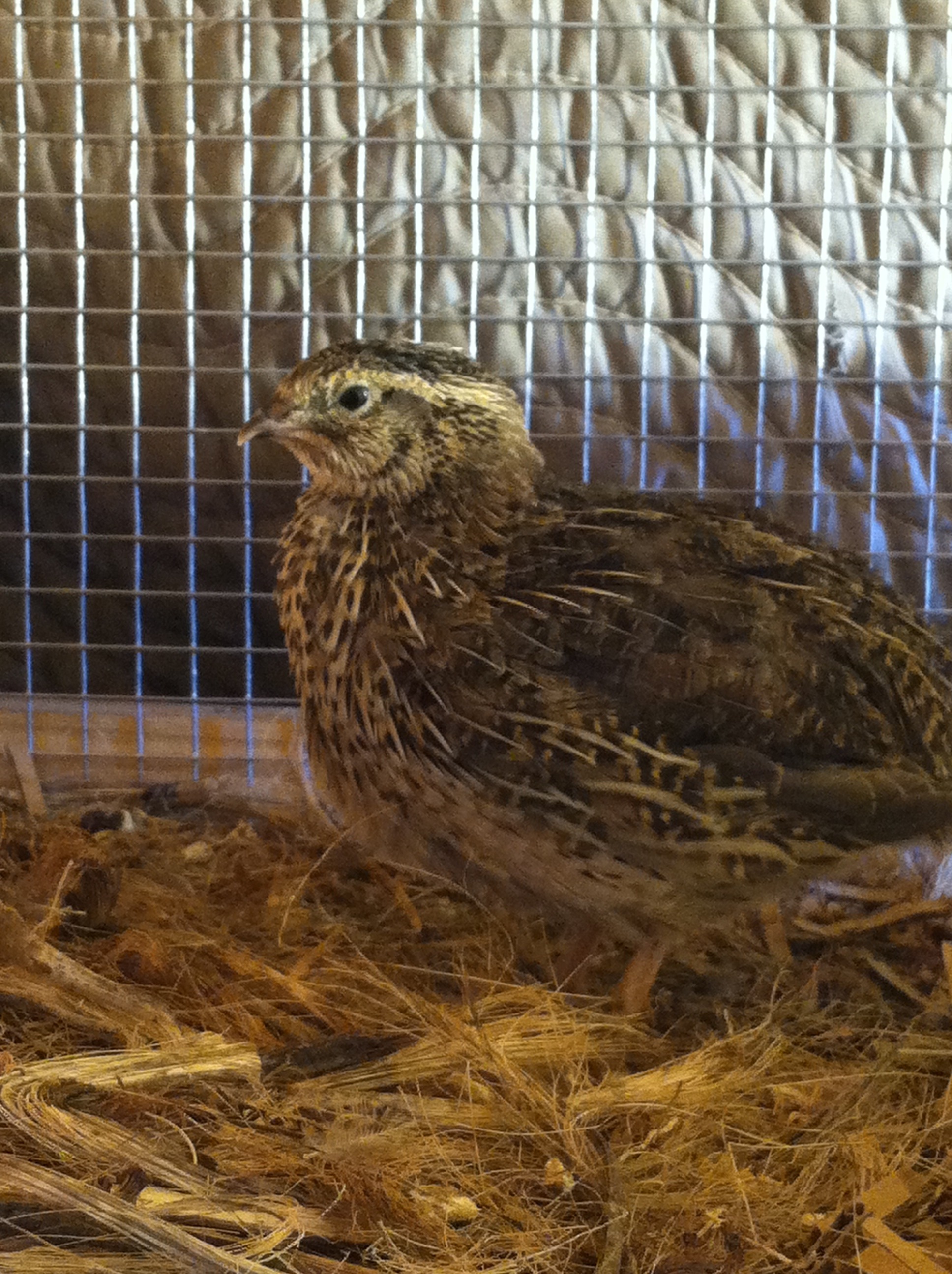 Build A Quail Hutch 5 Steps With Pictures Instructables