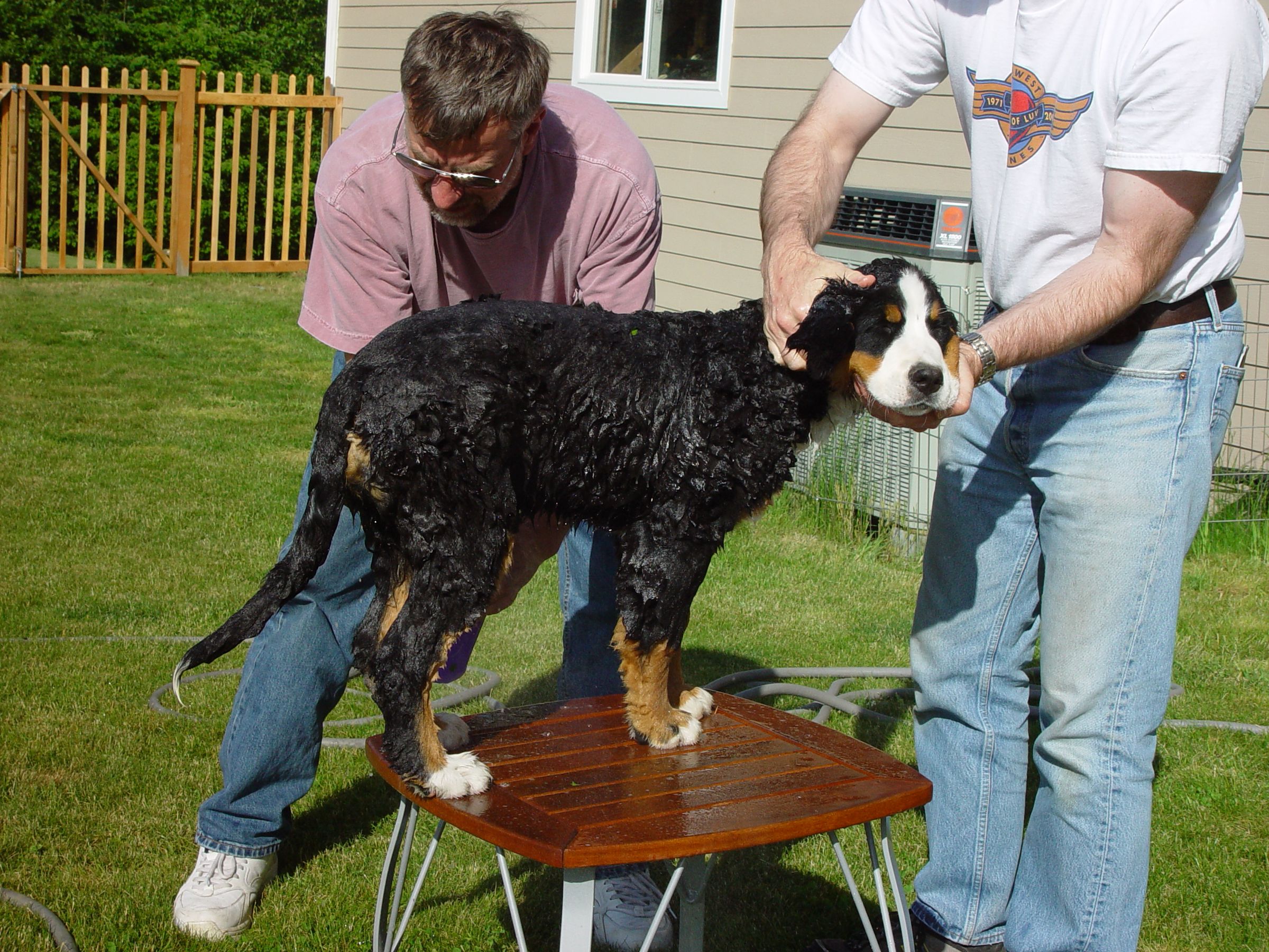 How to Give a Dog a Bath 4 Steps (with Pictures) Instructables