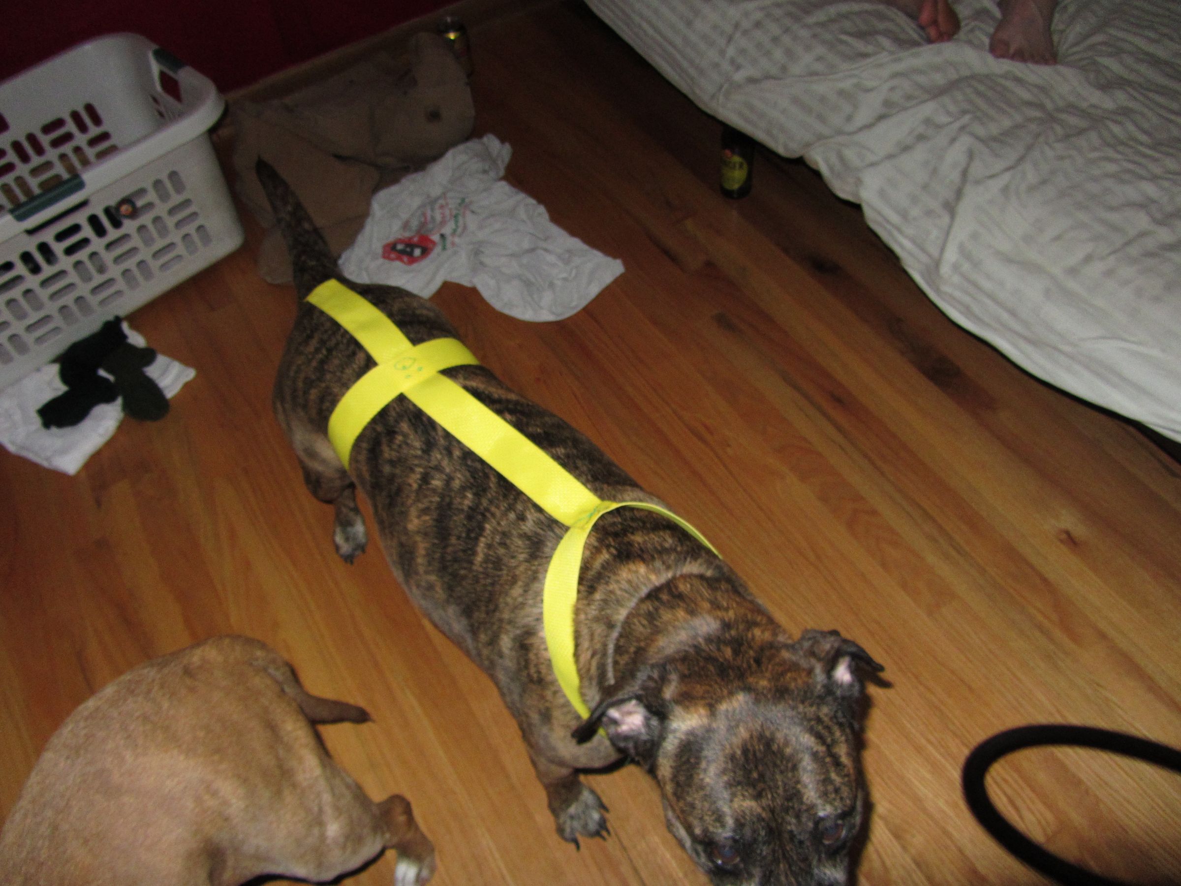 homemade dog backpack