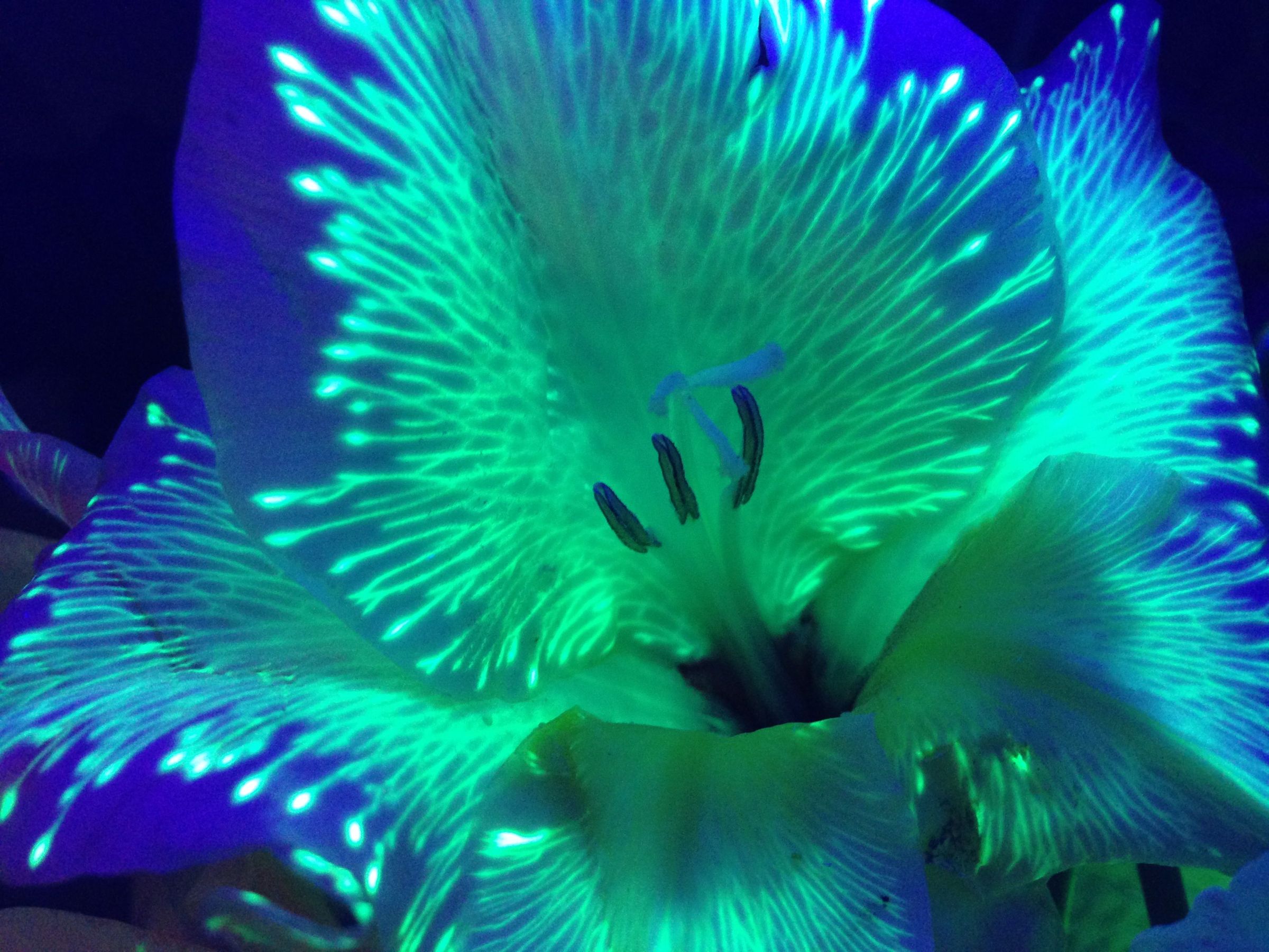 Glowing Pandora Flowers : 3 Steps (with Pictures) - Instructables