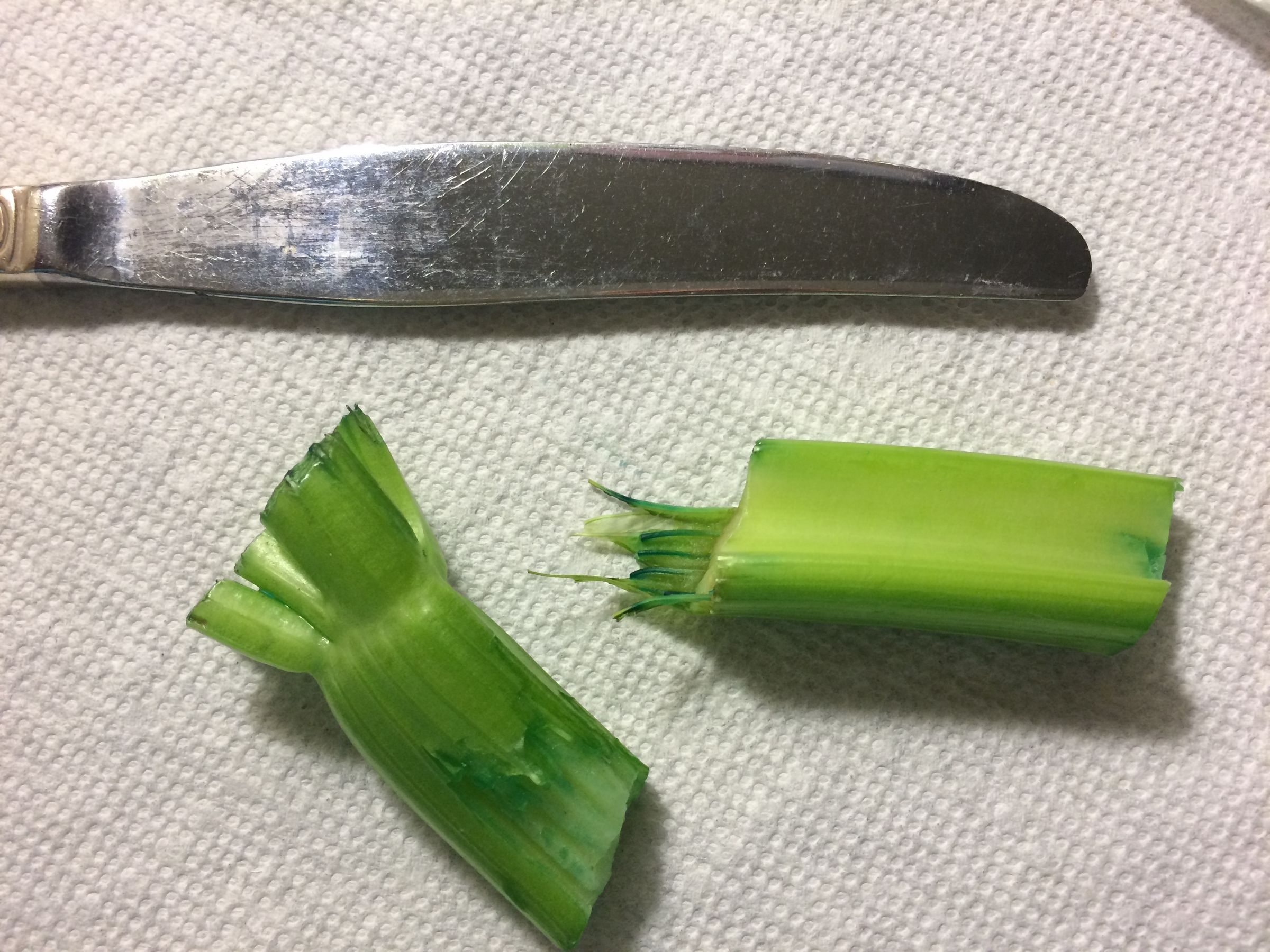 Observing Water Movement Within Celery 7 Steps Instructables