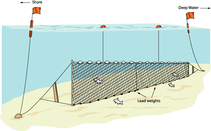 Gill Net