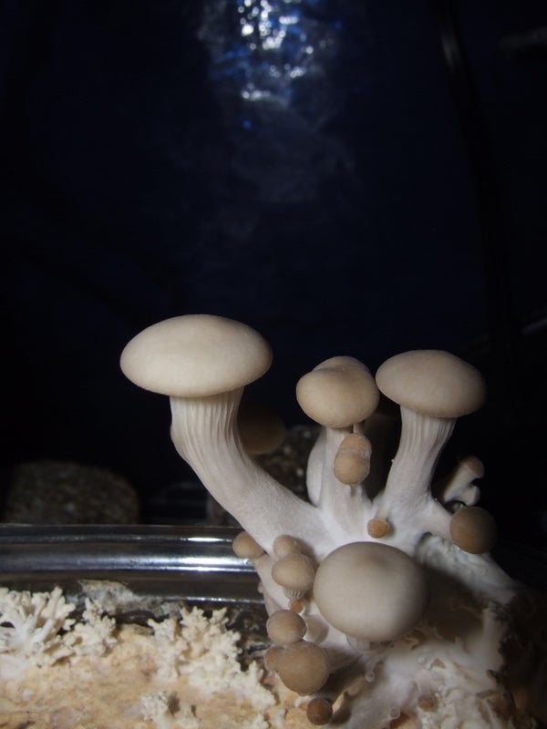 Gourmet Mushrooms In An Old Coffee Cup 6 Steps With Pictures Instructables Gourmet Mushrooms In An Old Coffee Cup, How To Get Rid Of Mushrooms Growing In Basement