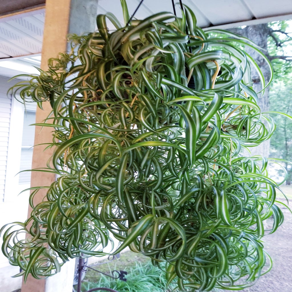 How to Multiply Your Spider Plants 4 Steps (with