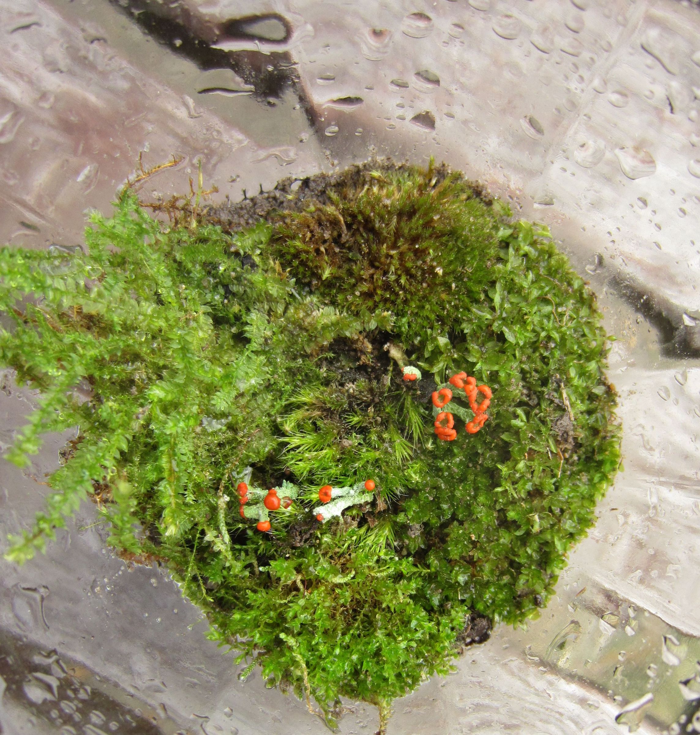 The Basics of Closed Jar Terrariums 5 Steps (with Pictures