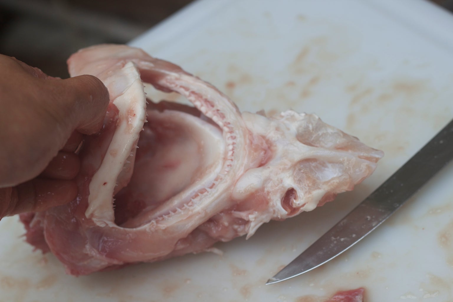 Preserving Shark Jaws And Skin From Start To Finish : 9 Steps (With  Pictures) - Instructables
