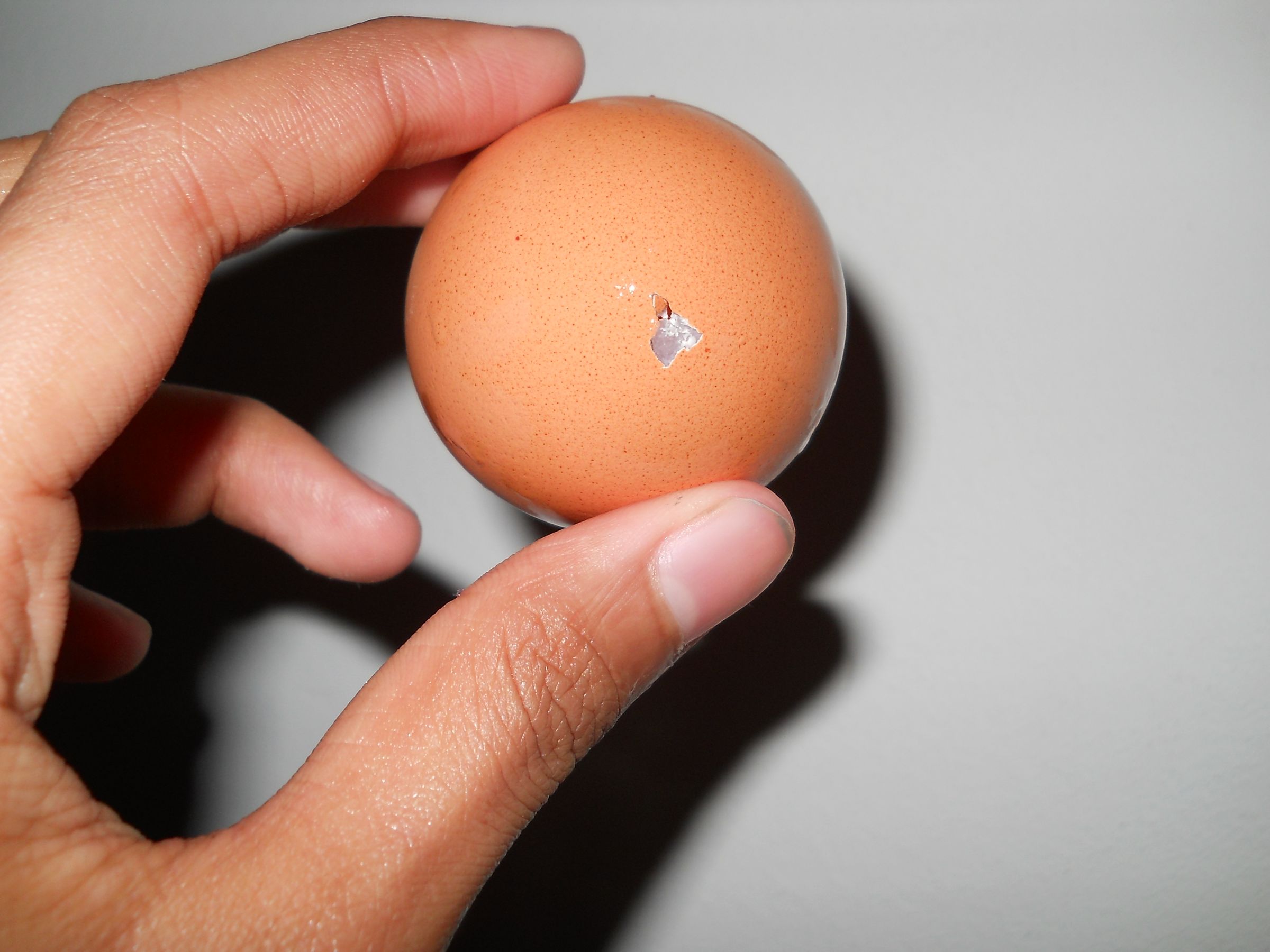 What to Do With Eggshells? Instructables