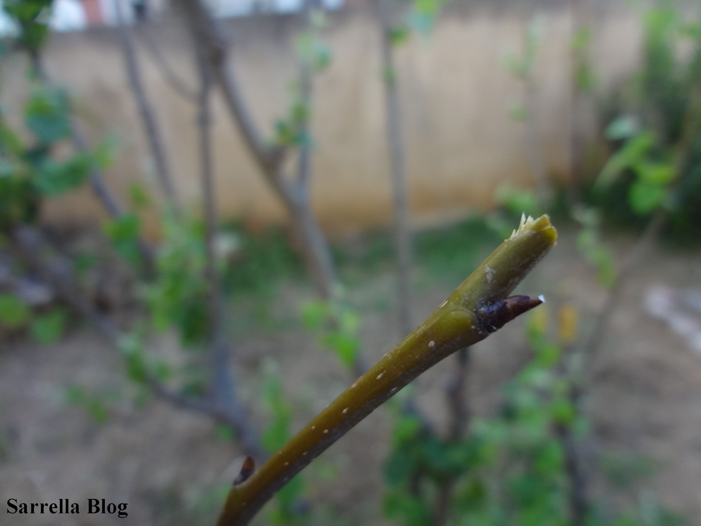 Grafting a Pear Scion to a Quince Tree 14 Steps (with Pictures