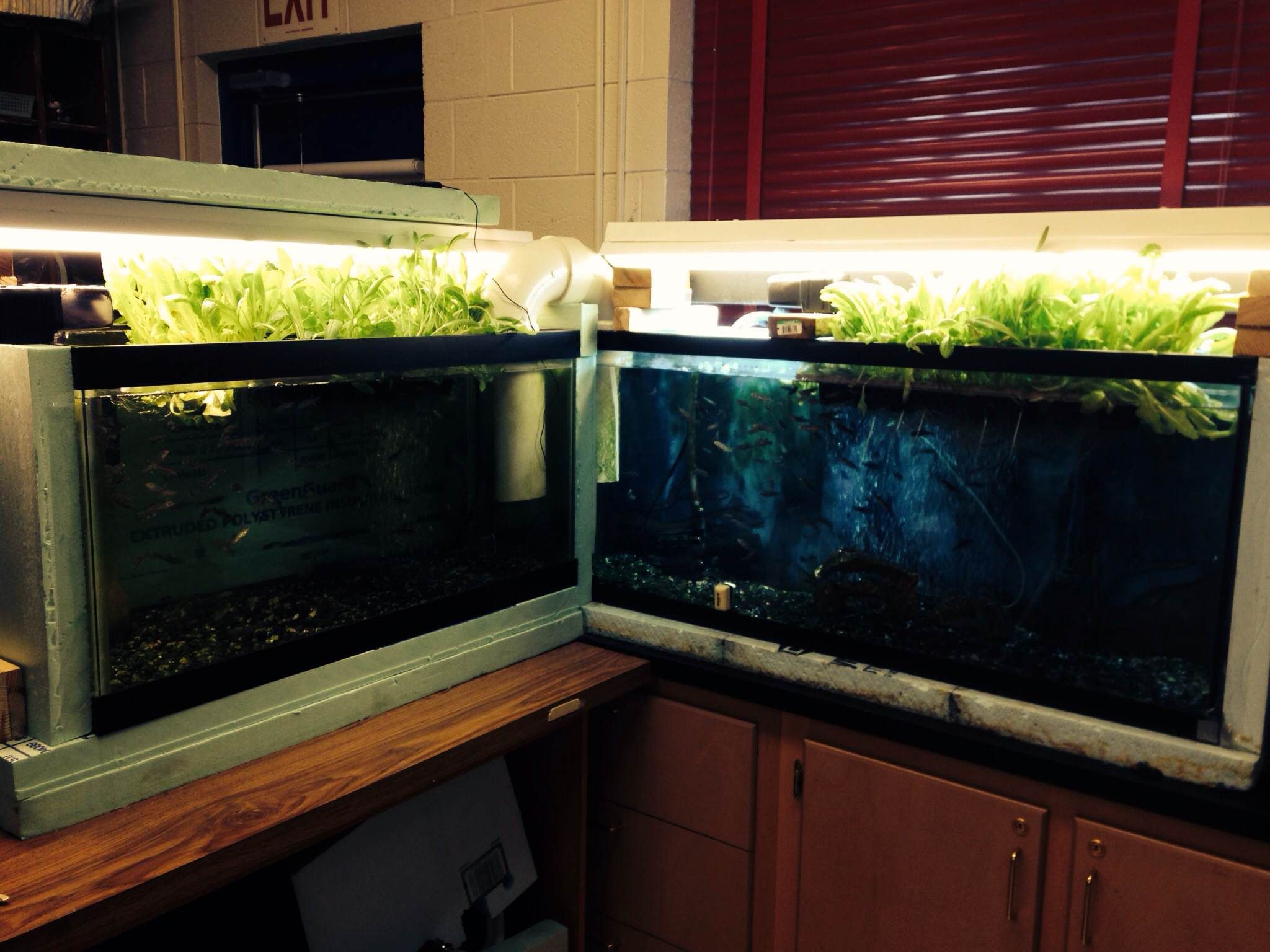 Aquaponics + Trout in the Classroom 4 Steps Instructables