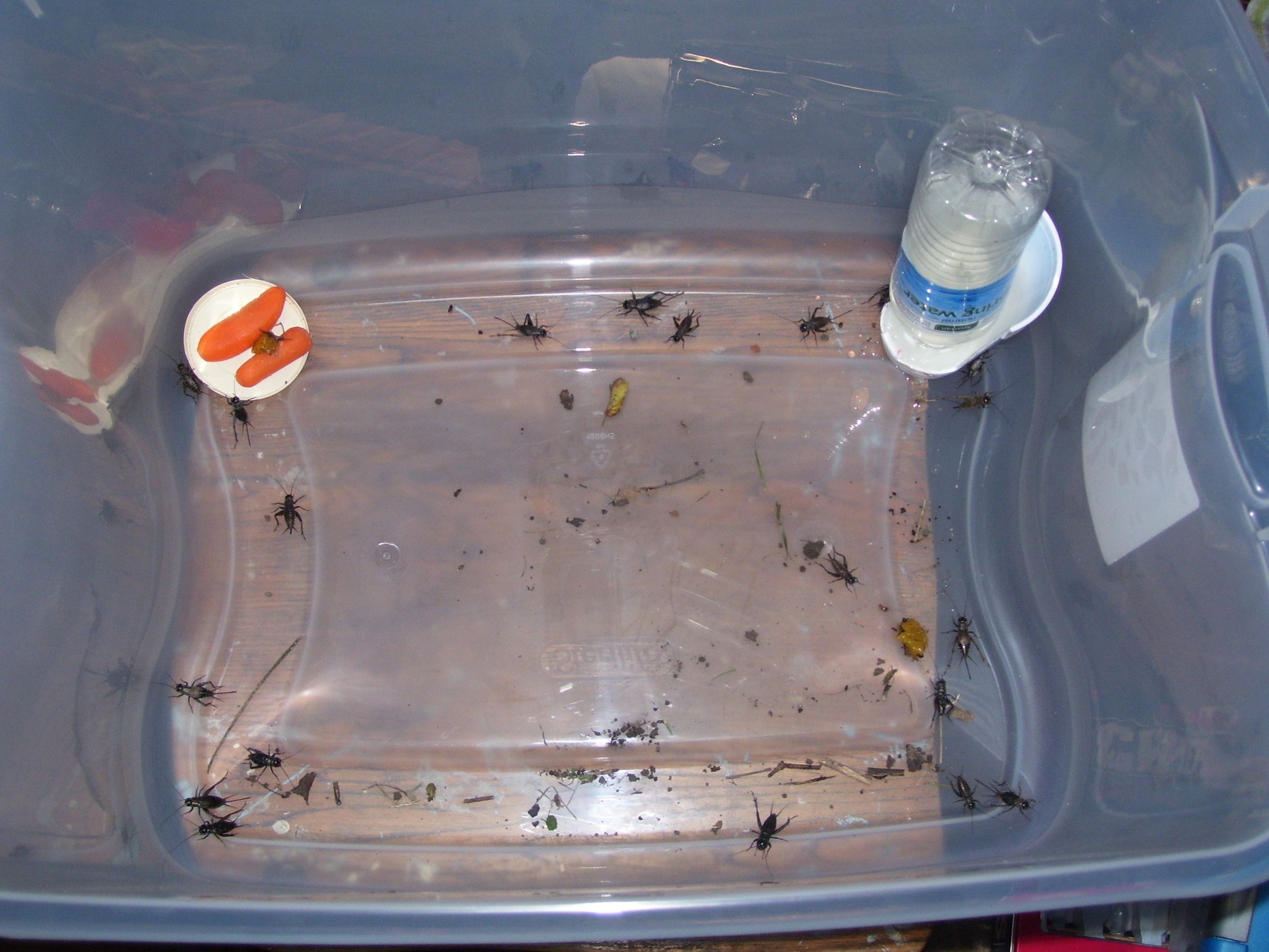 Cricket Breeding Pt. 1 6 Steps Instructables