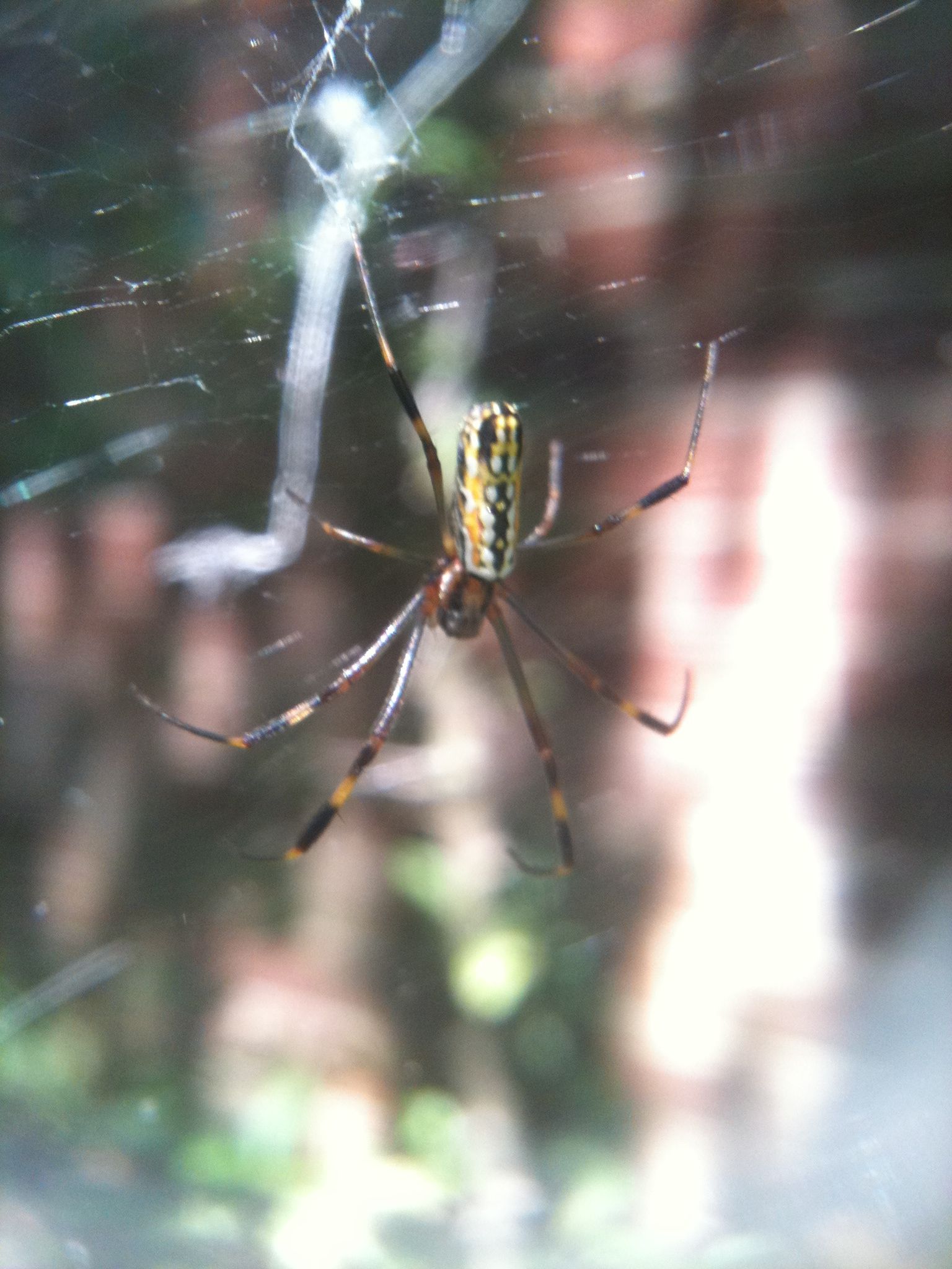 How to Make Spider Silk Thread 8 Steps (with Pictures) Instructables