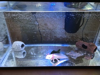 How To Set Up An Axolotl Tank 7 Steps Instructables How To Set Up An Axolotl Tank 7 Steps Instructables