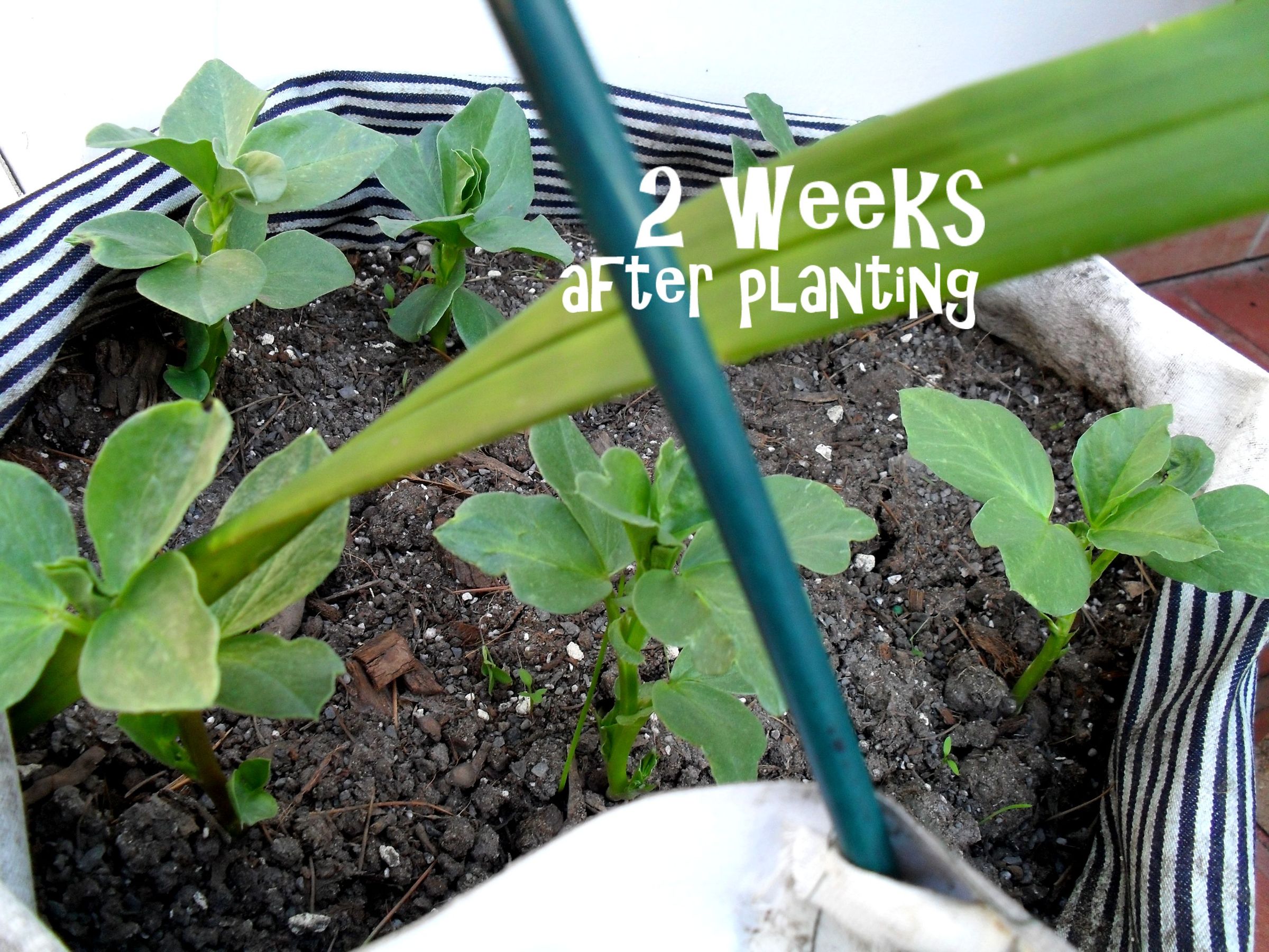 Sew a GrowBag or Upside Down Planter Bag (with Pictures) Instructables