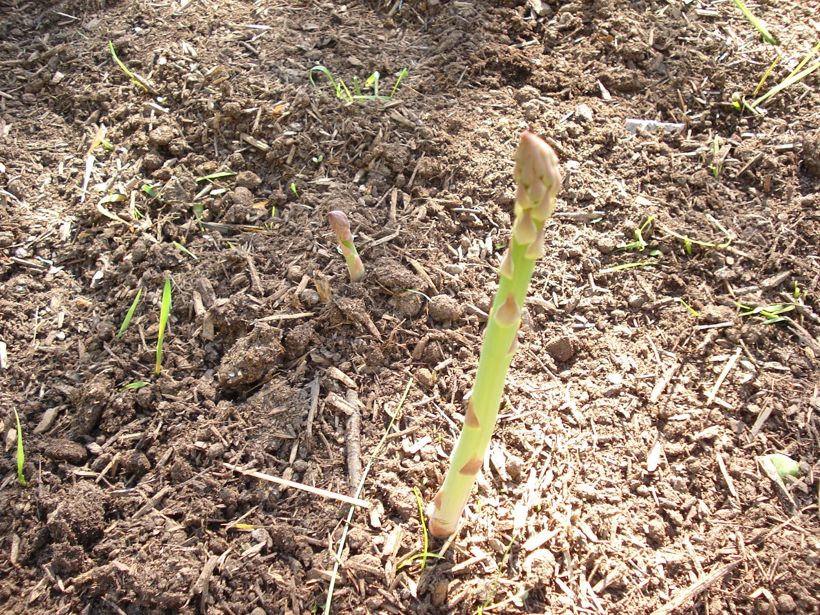 How to Grow Asparagus 5 Steps (with Pictures) Instructables