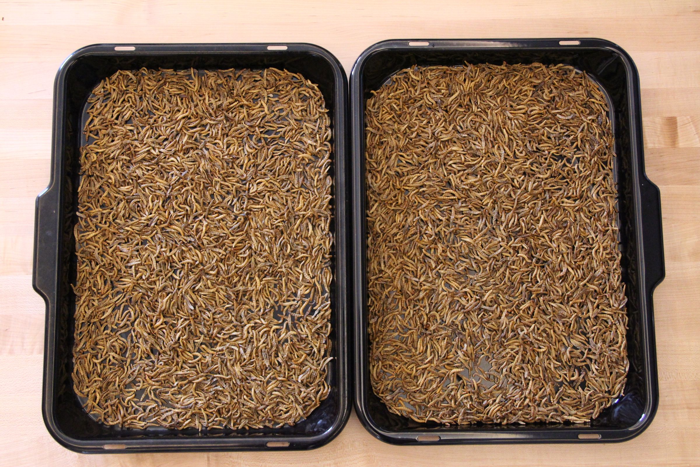Mealworm Flour 4 Steps (with Pictures) Instructables