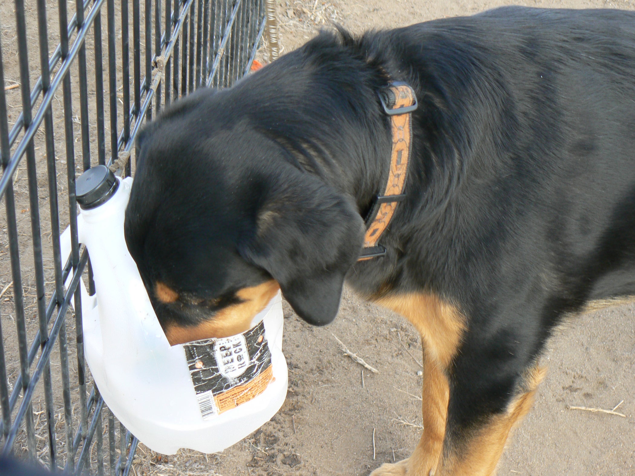 Hanging Dog Bowl From a Plastic Jug (with Pictures) - Instructables
