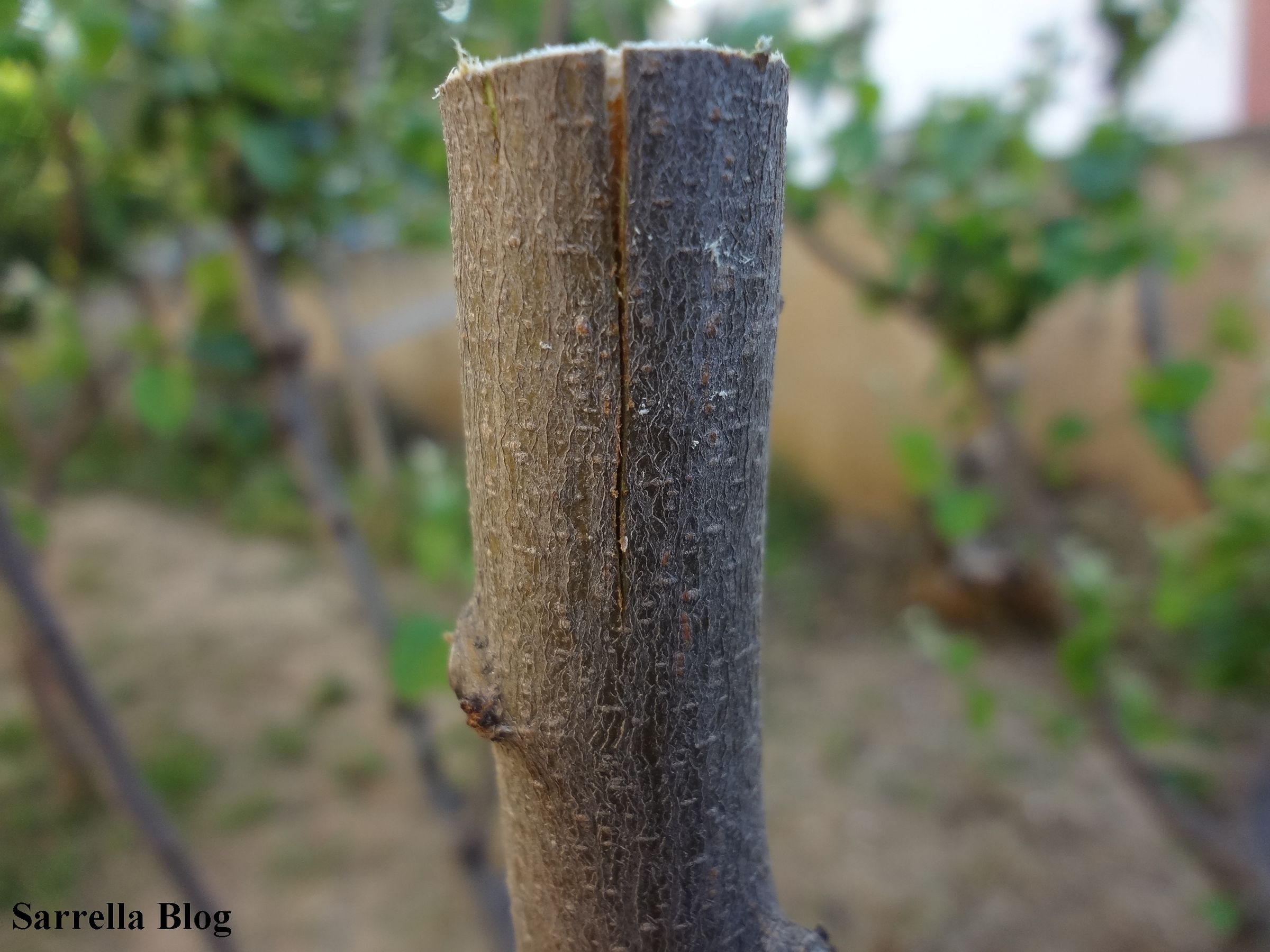 Grafting a Pear Scion to a Quince Tree 14 Steps (with Pictures