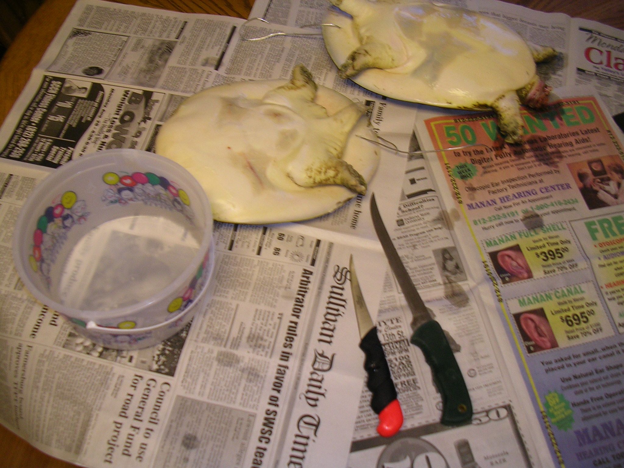 How to Clean a Turtle 4 Steps Instructables