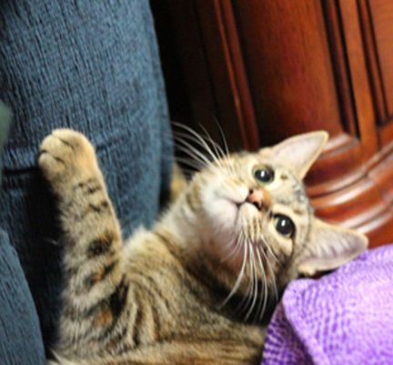 cat shredded couch