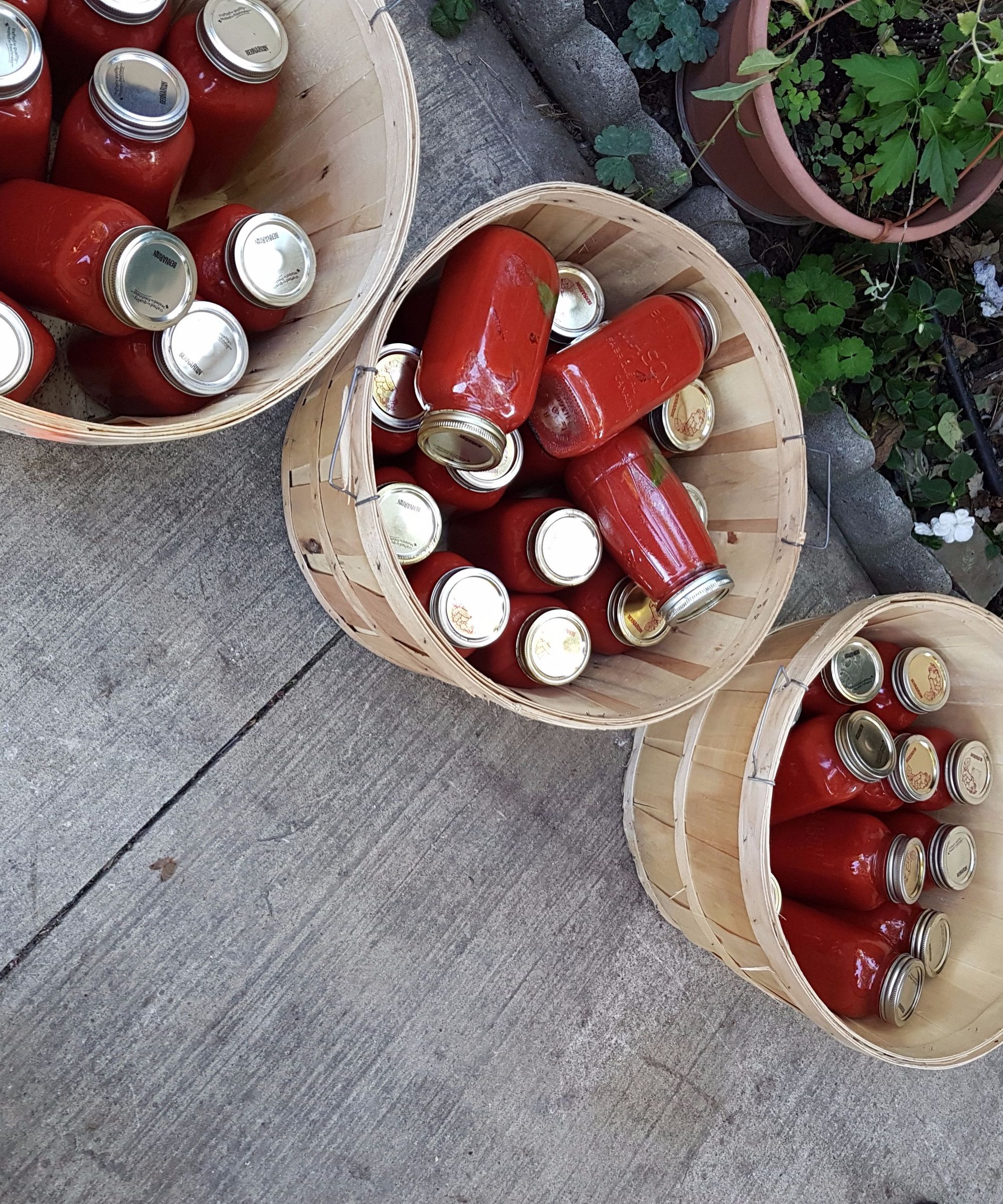 Large Batch Tomato Jars